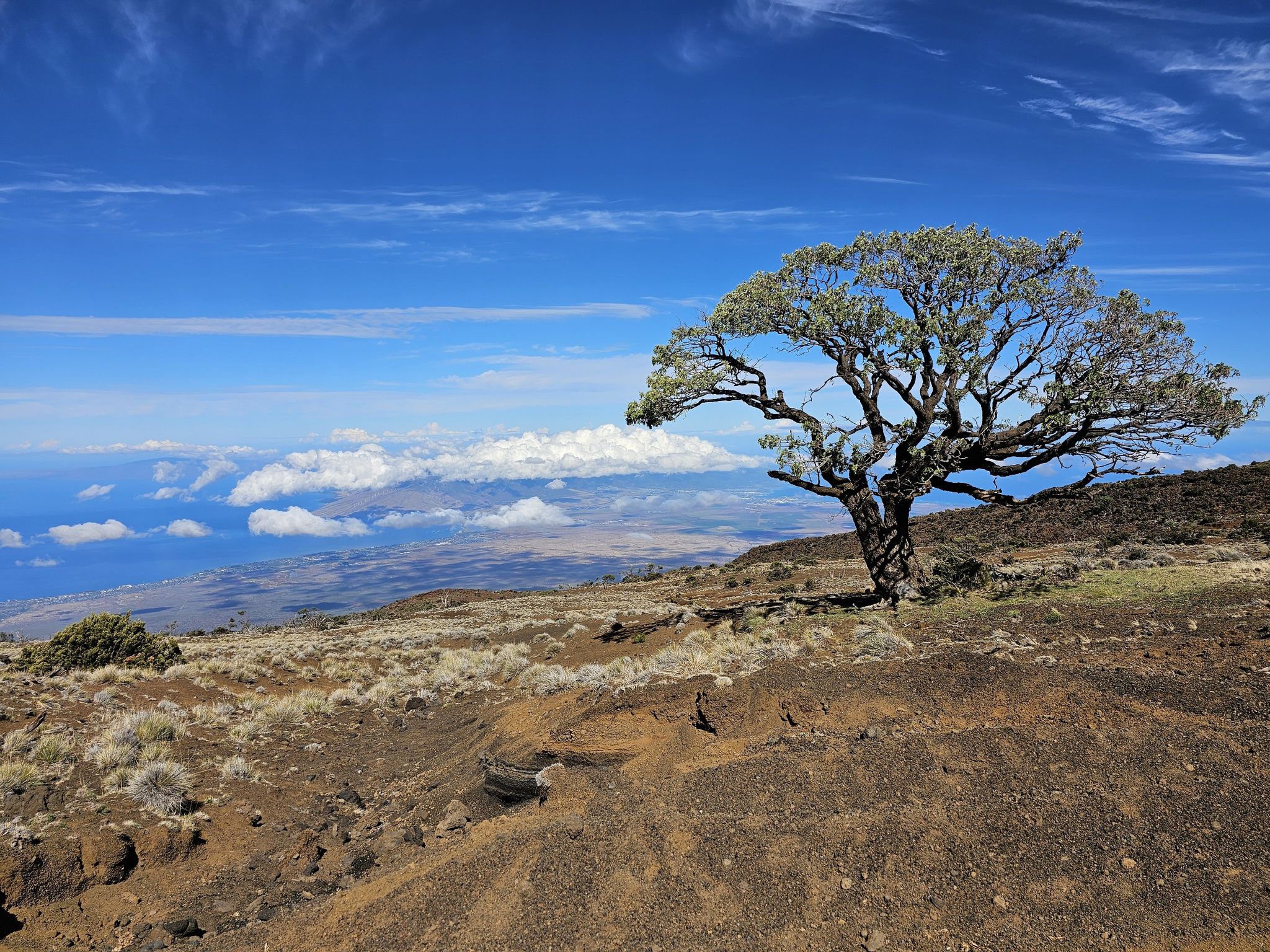 A gnarled tree on a rocky hill overlooking clouds and ocean. - Skyline Trail