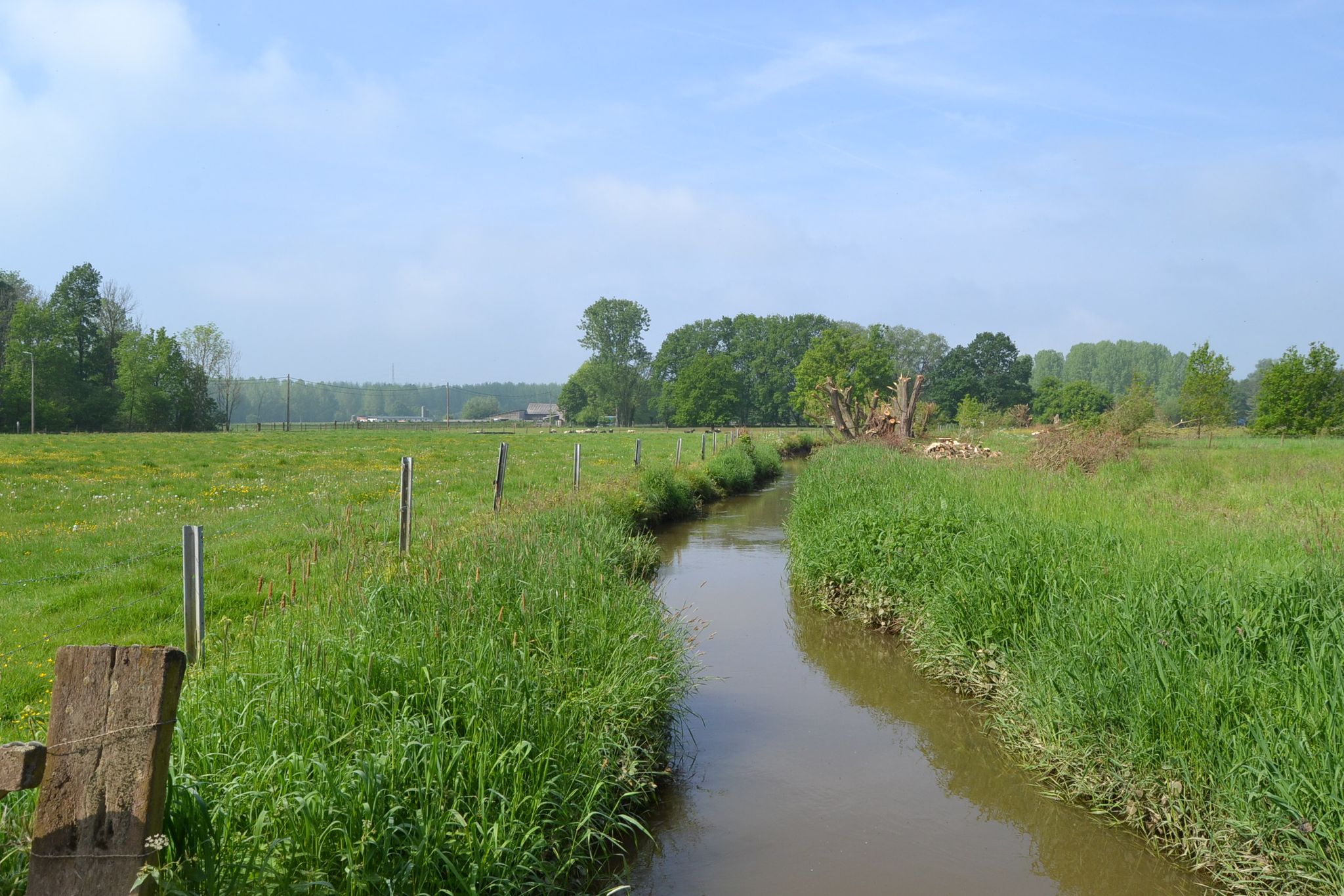 de Winge