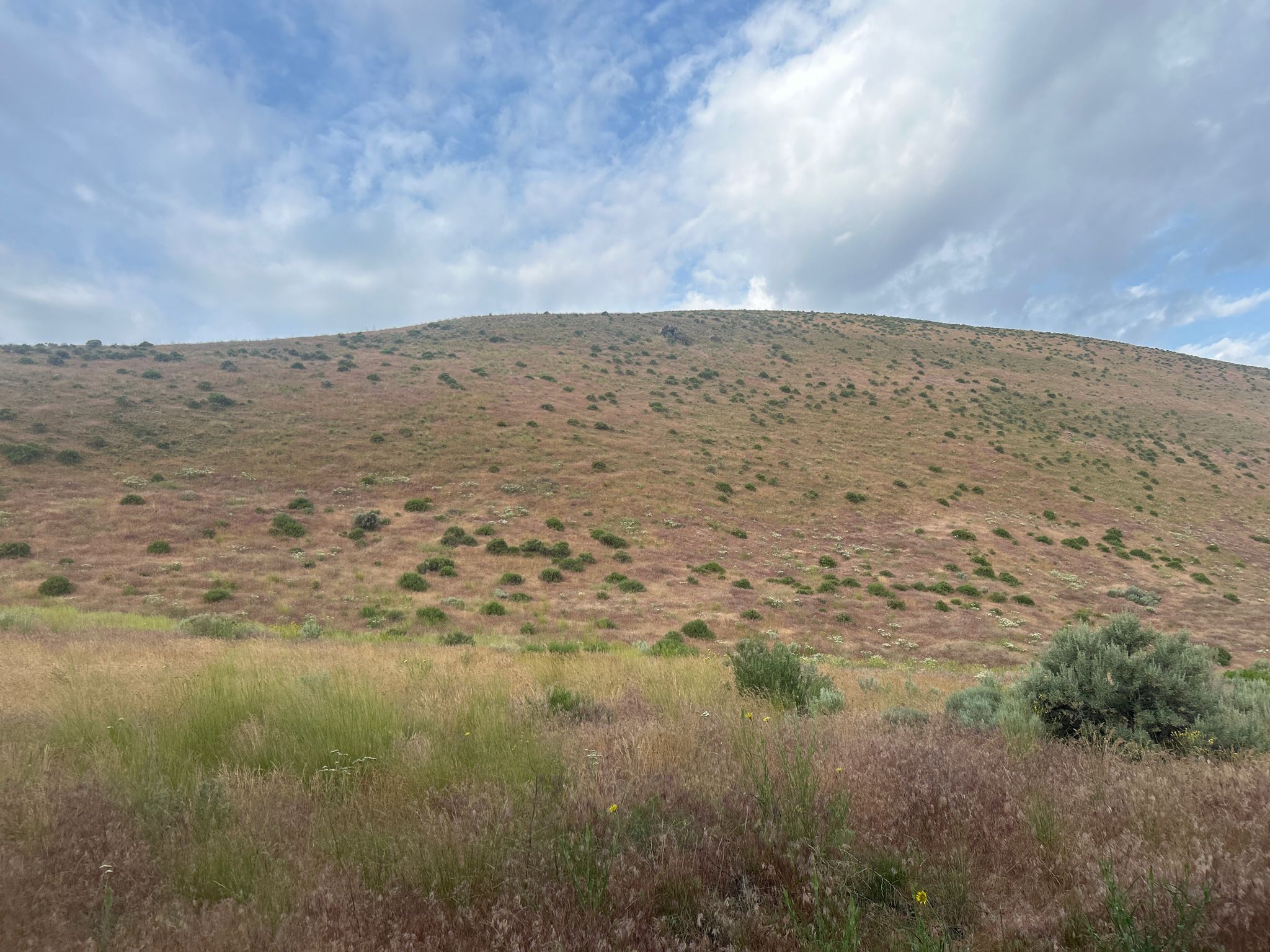 Partly cloudy sky over a large, dry grassy hill with green foreground. - Badger Mountain – View of Badger Mountain loop from Columbia River Washington Temple