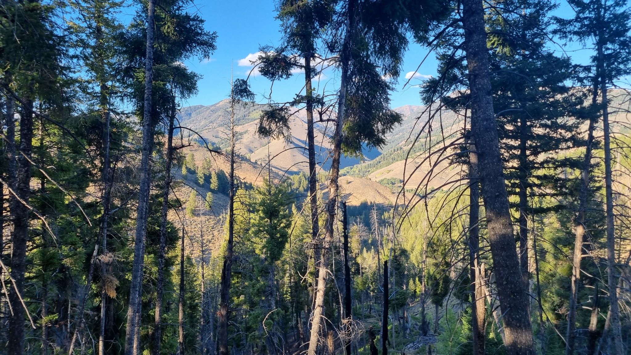 Forested mountains are visible through tall pine trees under a blue sky. - Running loop from Sun Valley