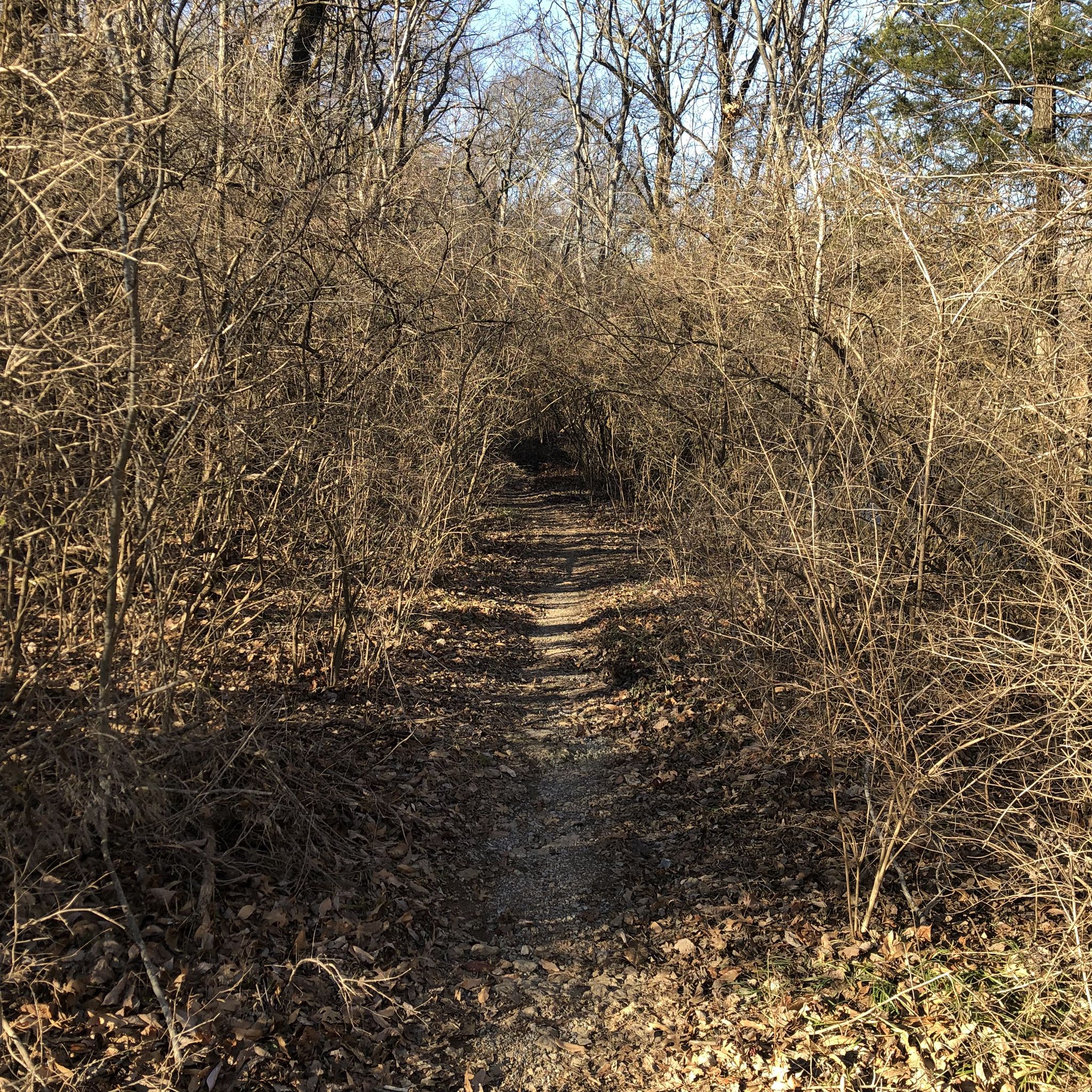 Narrow dirt path winding through dense, bare, overgrown bushes in a forest. - Harpeth River Greenway loop from Bellevue