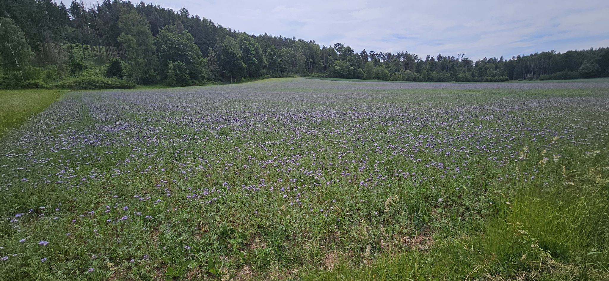 Bienenfreund