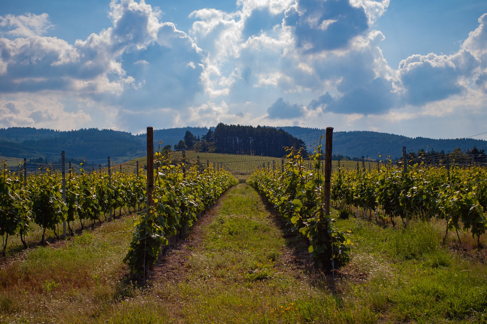 Vignoble de la Côte Roannaise.