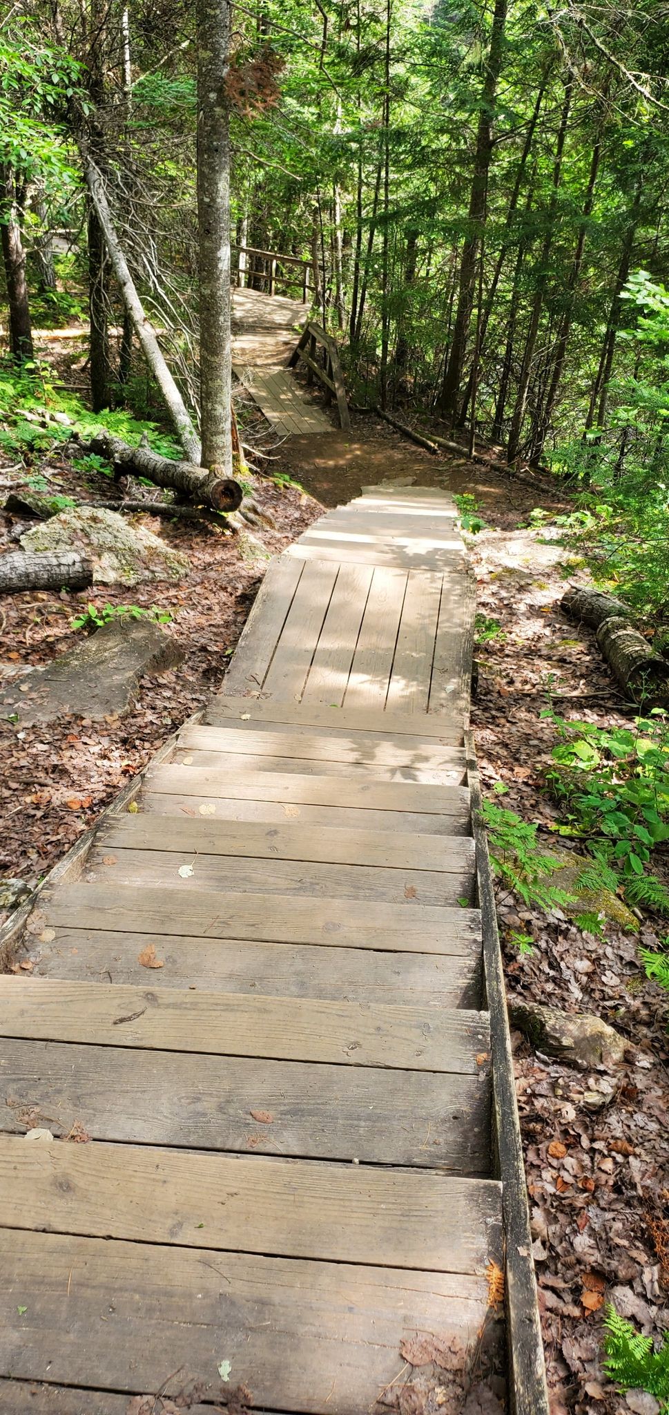 Wooden stairs and boardwalk descending into a sunlit, dense green forest. - Moxie Falls Trail