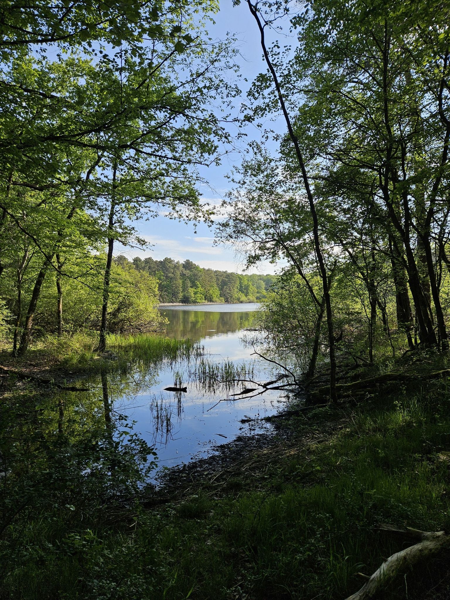 Forêt domaniale de Loches