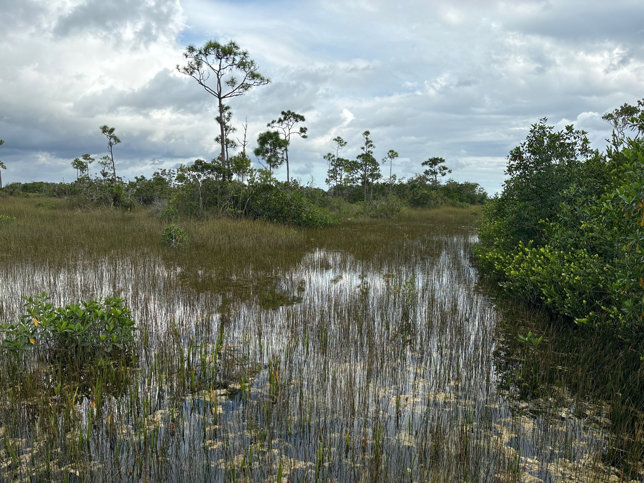 Wetland with tall grass, scattered pine trees, and a cloudy sky. - Mahogany Hammock Trail