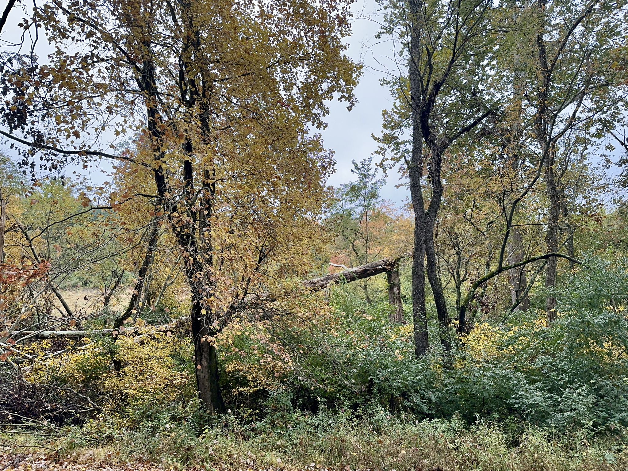 A dense forest with autumn trees and several large fallen logs. - Hashawha Loop Trail