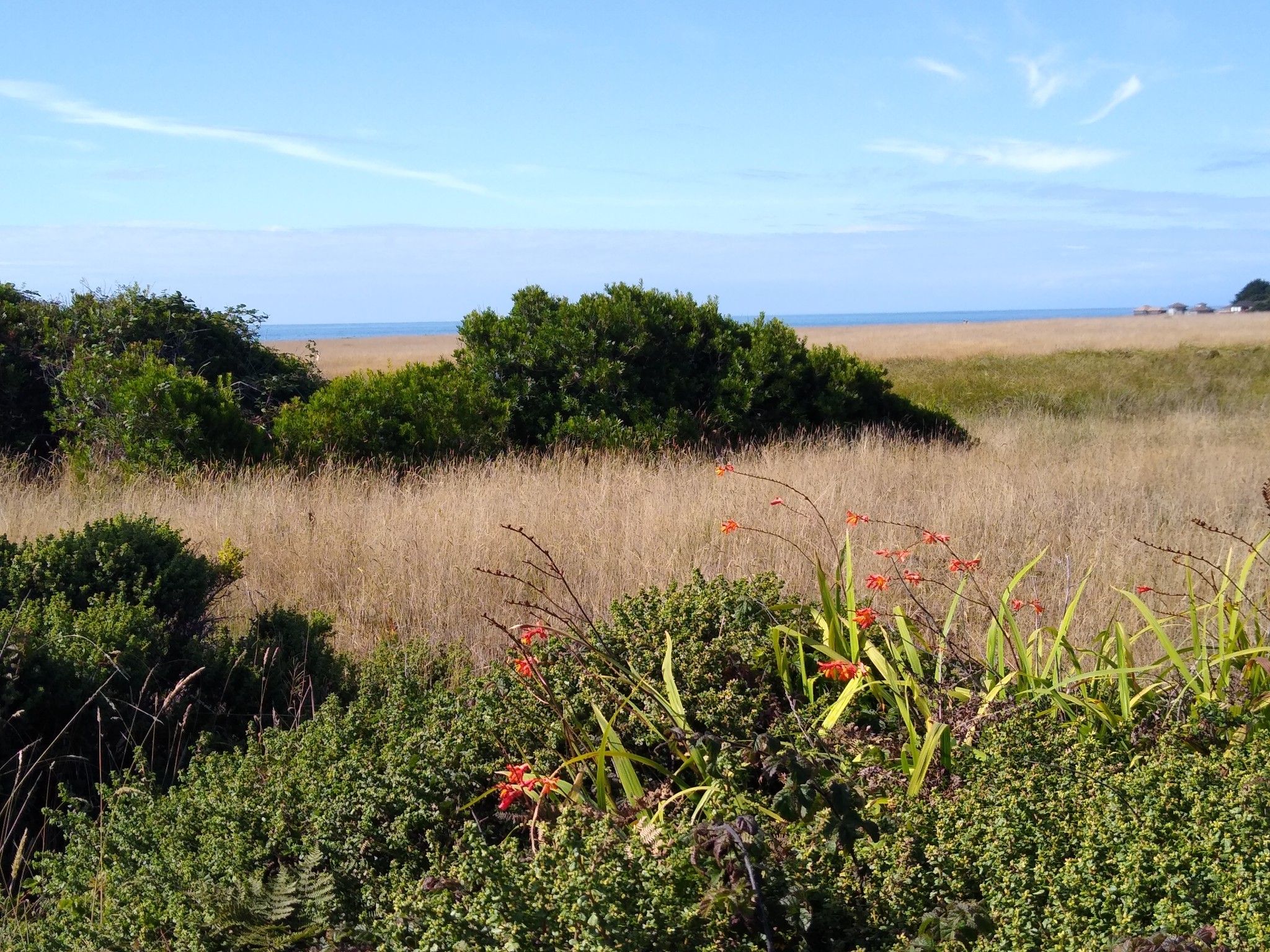 Grassy field with shrubs and red flowers, ocean in the distance under a blue sky. - Point Cabrillo Light Station Coastal Trail