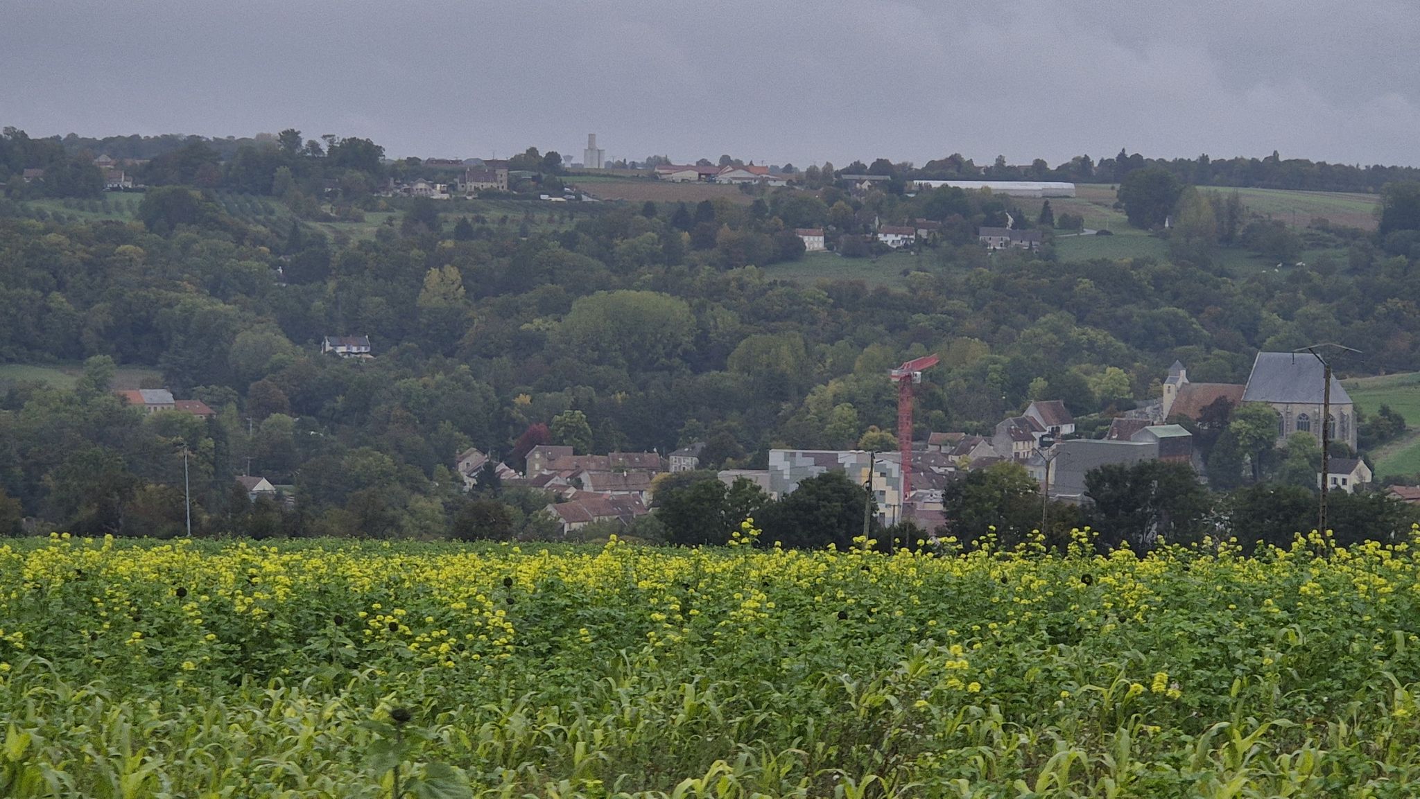 verdelot