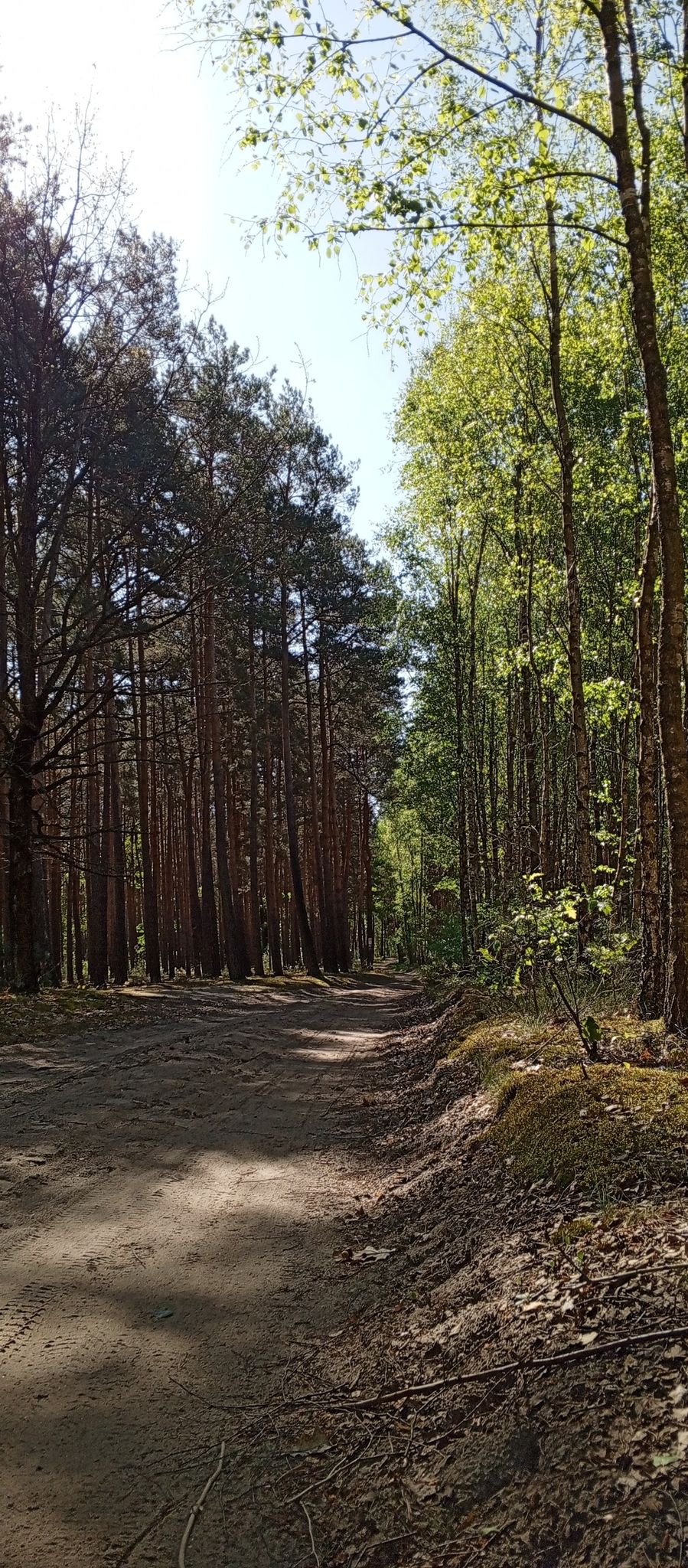 🌲