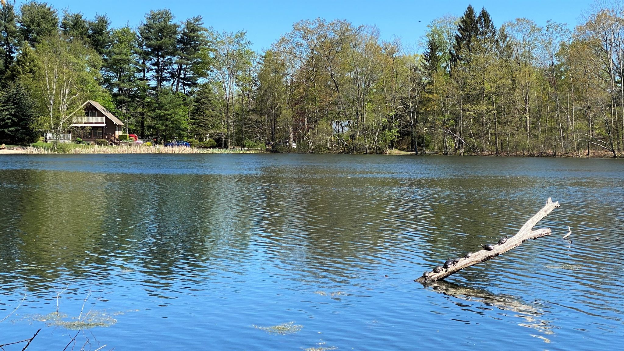 Sunny lake with a log and small birds, a cabin in the background. - Farmington River Trail – Bond Pond loop from Canton
