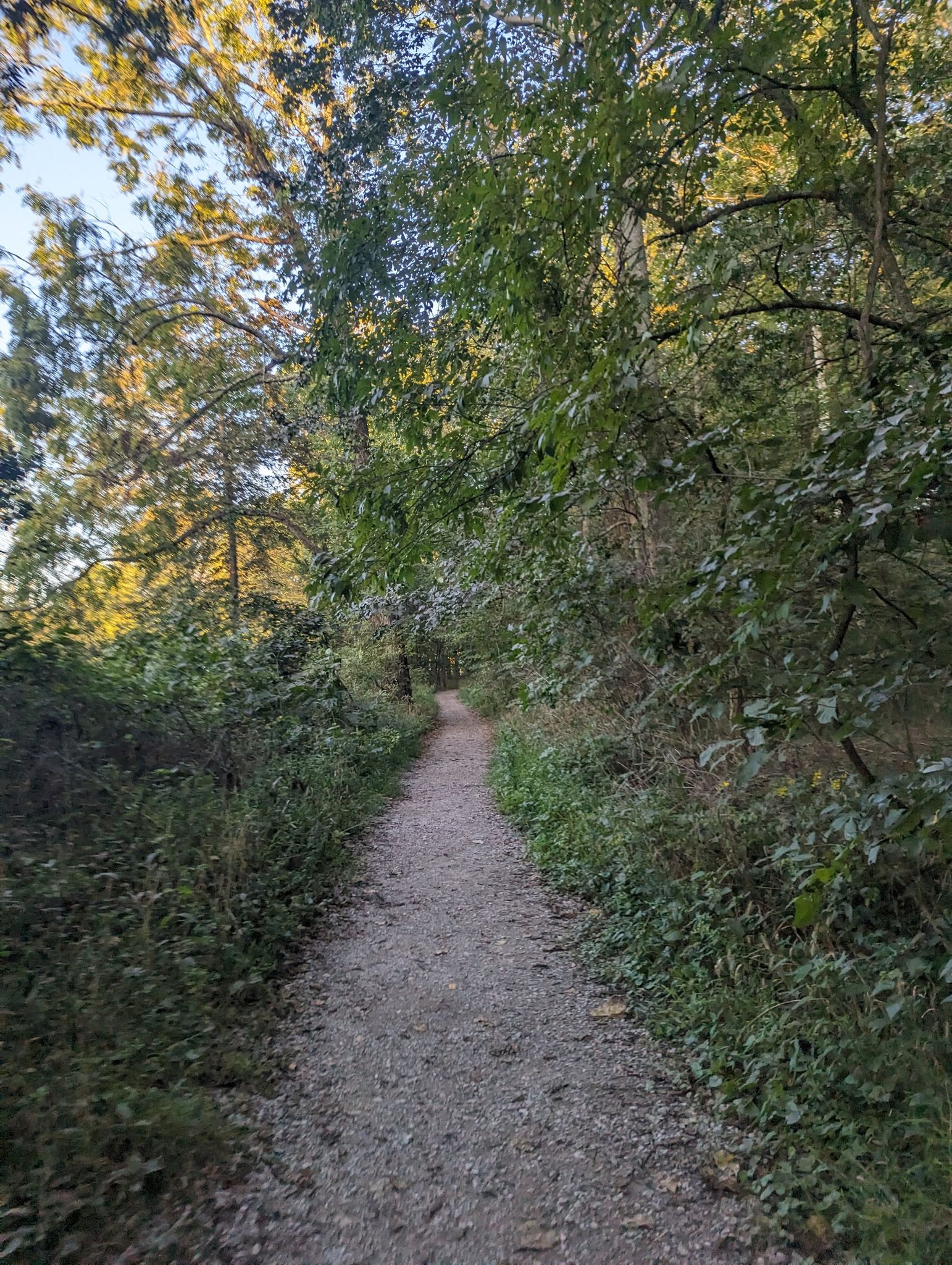 Gravel path winding through a dense, sunlit green forest. - Harpeth Woods Trail loop from Bellevue