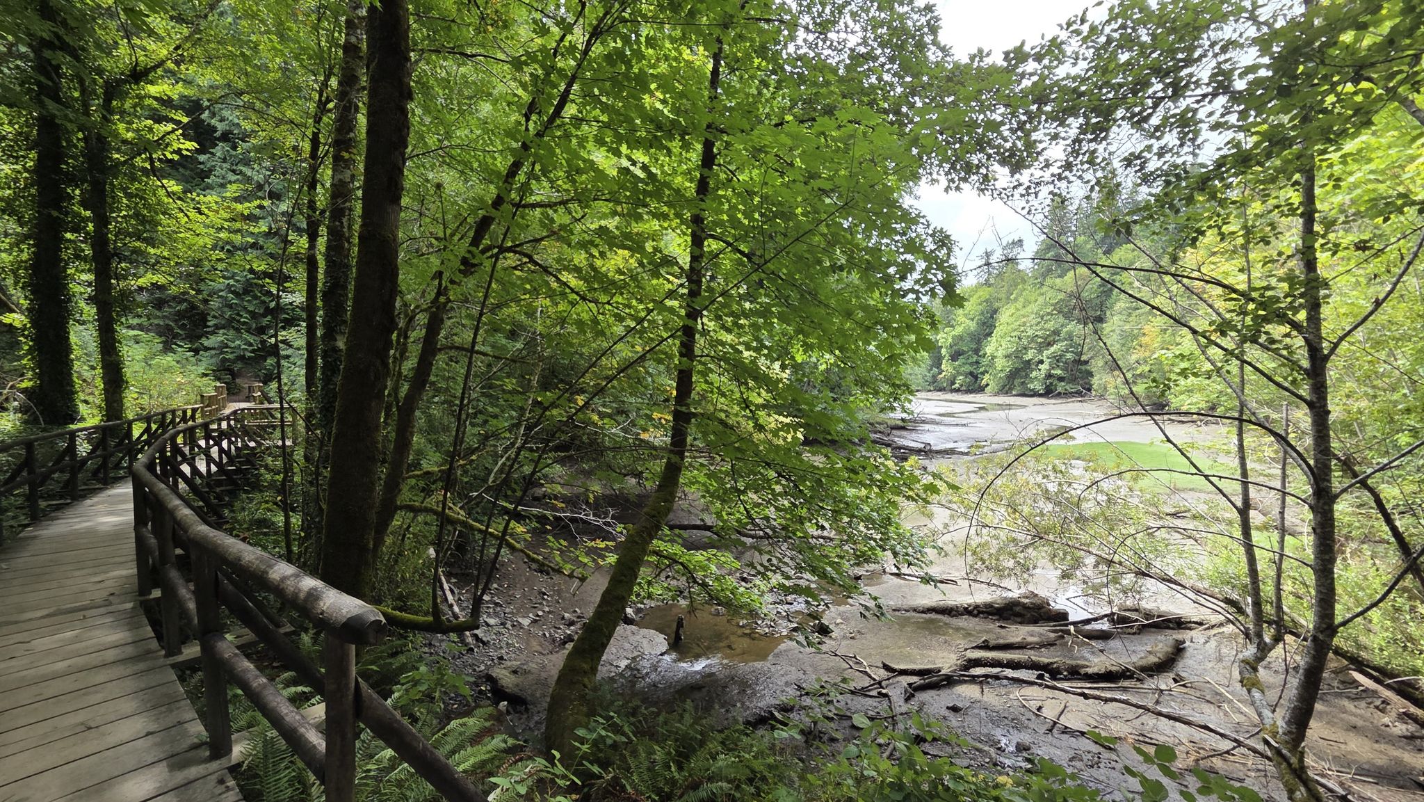 Wooden boardwalk through a lush green forest beside a muddy riverbed in bright daylight. - Ellis Cove Nature Trail – Squaxin Park loop from Gull Island