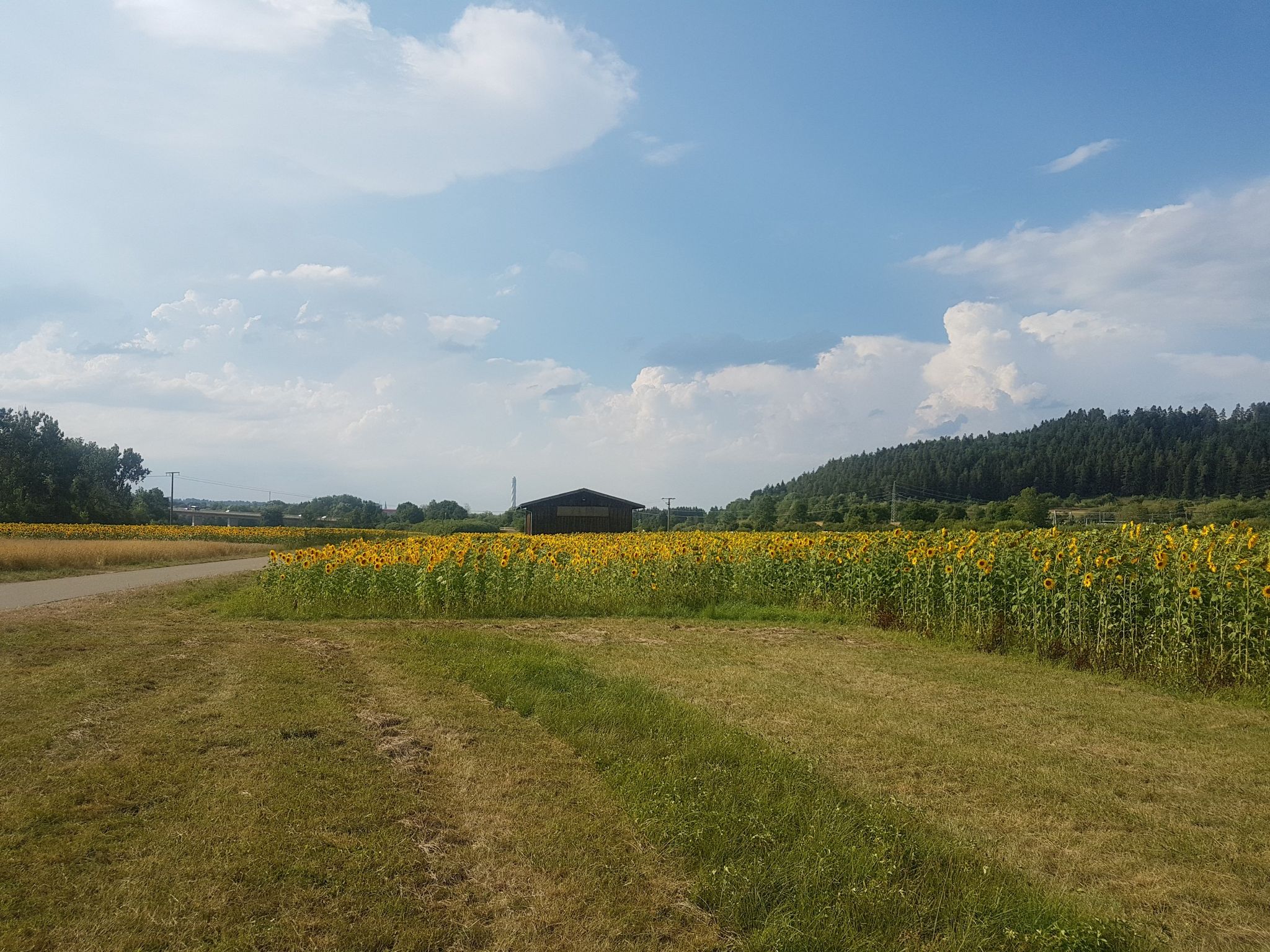 Sonnenblumen bei Neufra