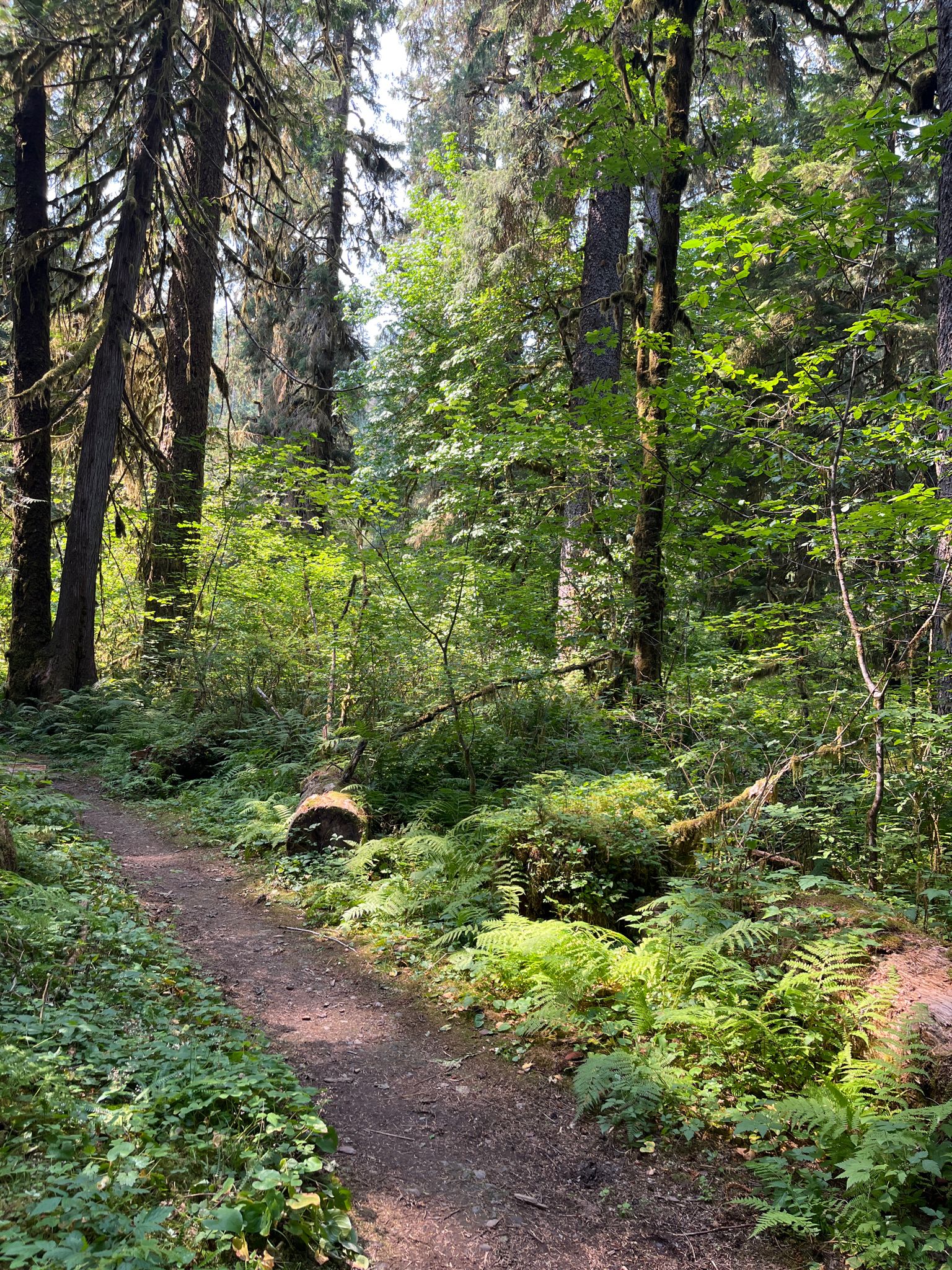 A winding dirt path through a lush, sun-dappled green forest. - Irely Lake Trail
