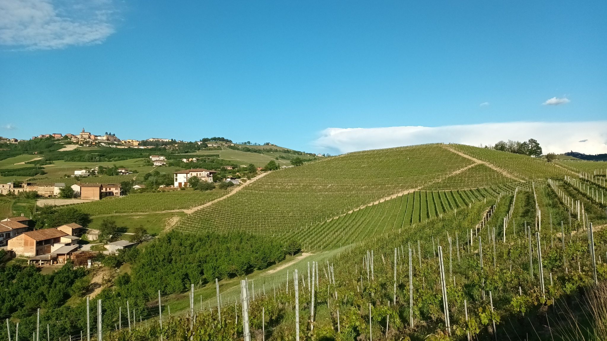 lavori nelle vigne - Diano d'Alba sullo sfondo