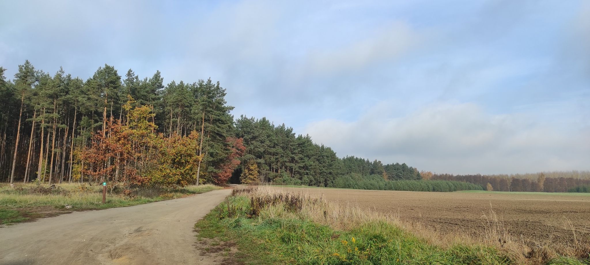 the entrance of my favorite path ;) lovely forest
