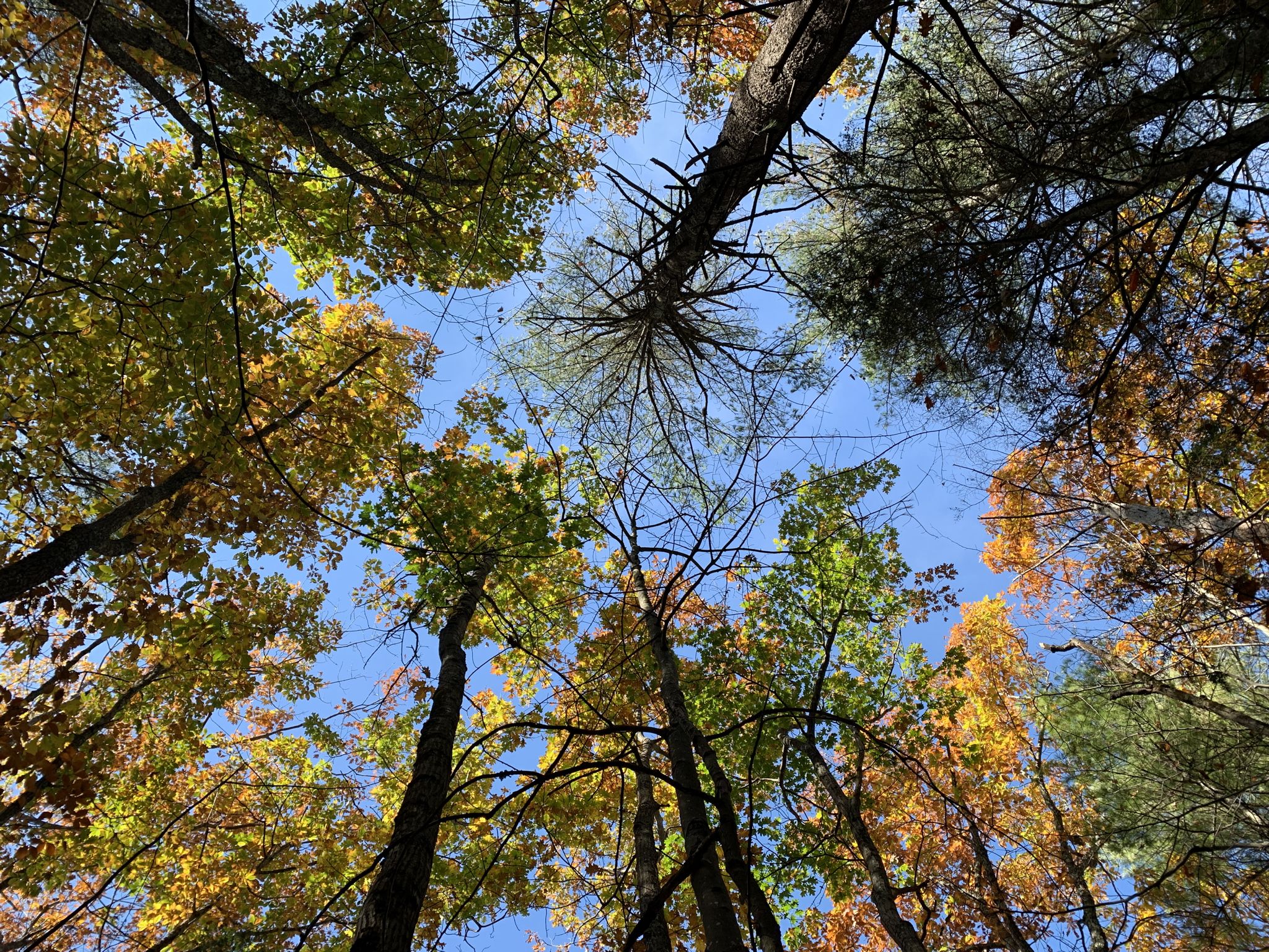 Looking up at a vibrant autumn forest canopy under a bright blue sky. - Third Hill via Porcupine Trail