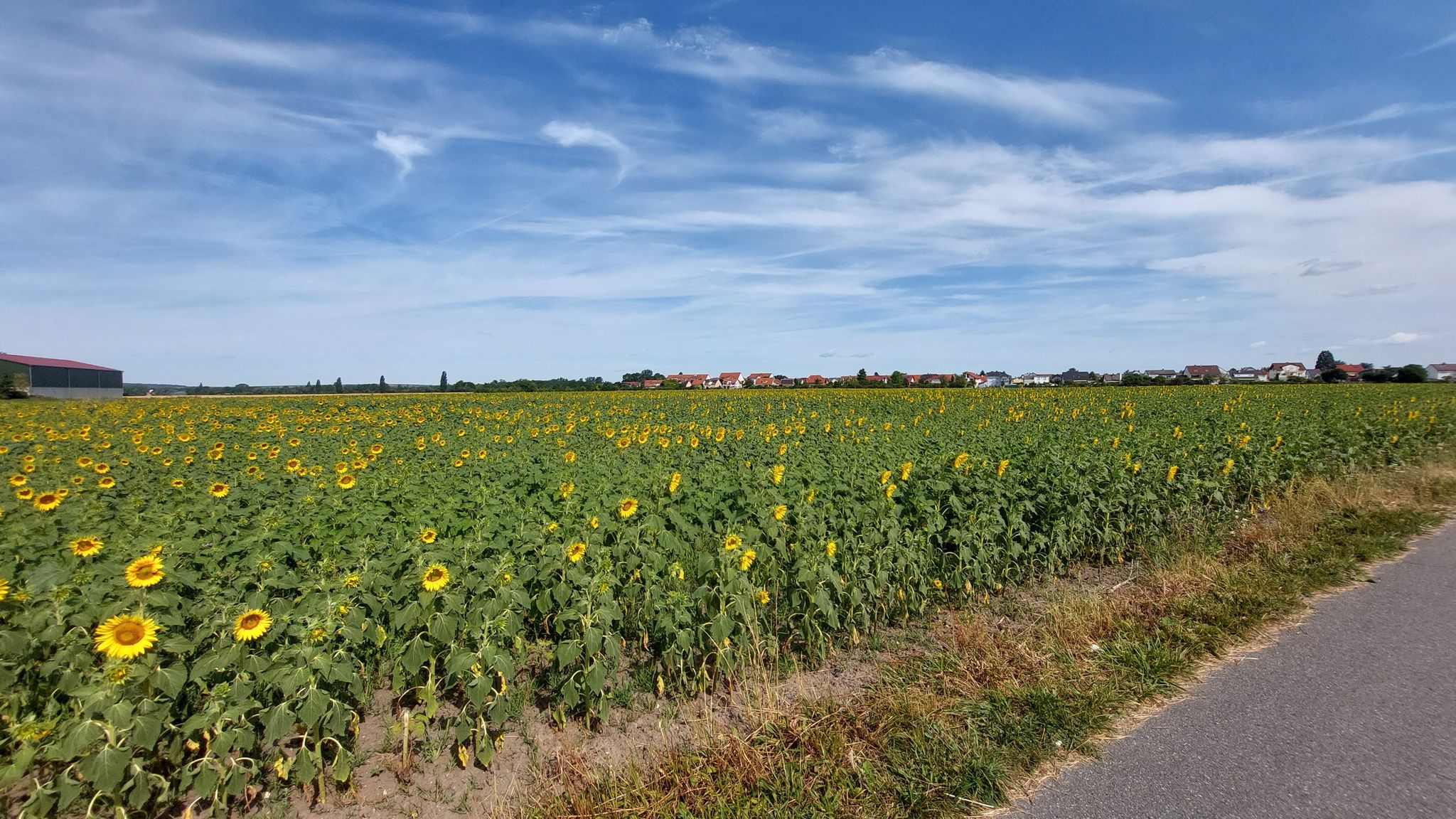 Zwischen Erfelden und Leeheim Asphaltiert