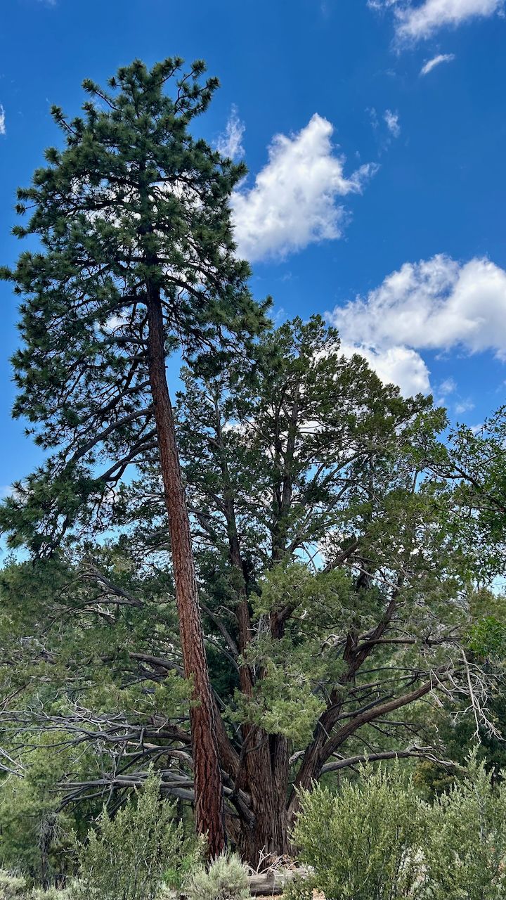 Tall pine tree dominates a sunny landscape with other trees and blue sky. - Sawmill Pebble Plain via Travertine