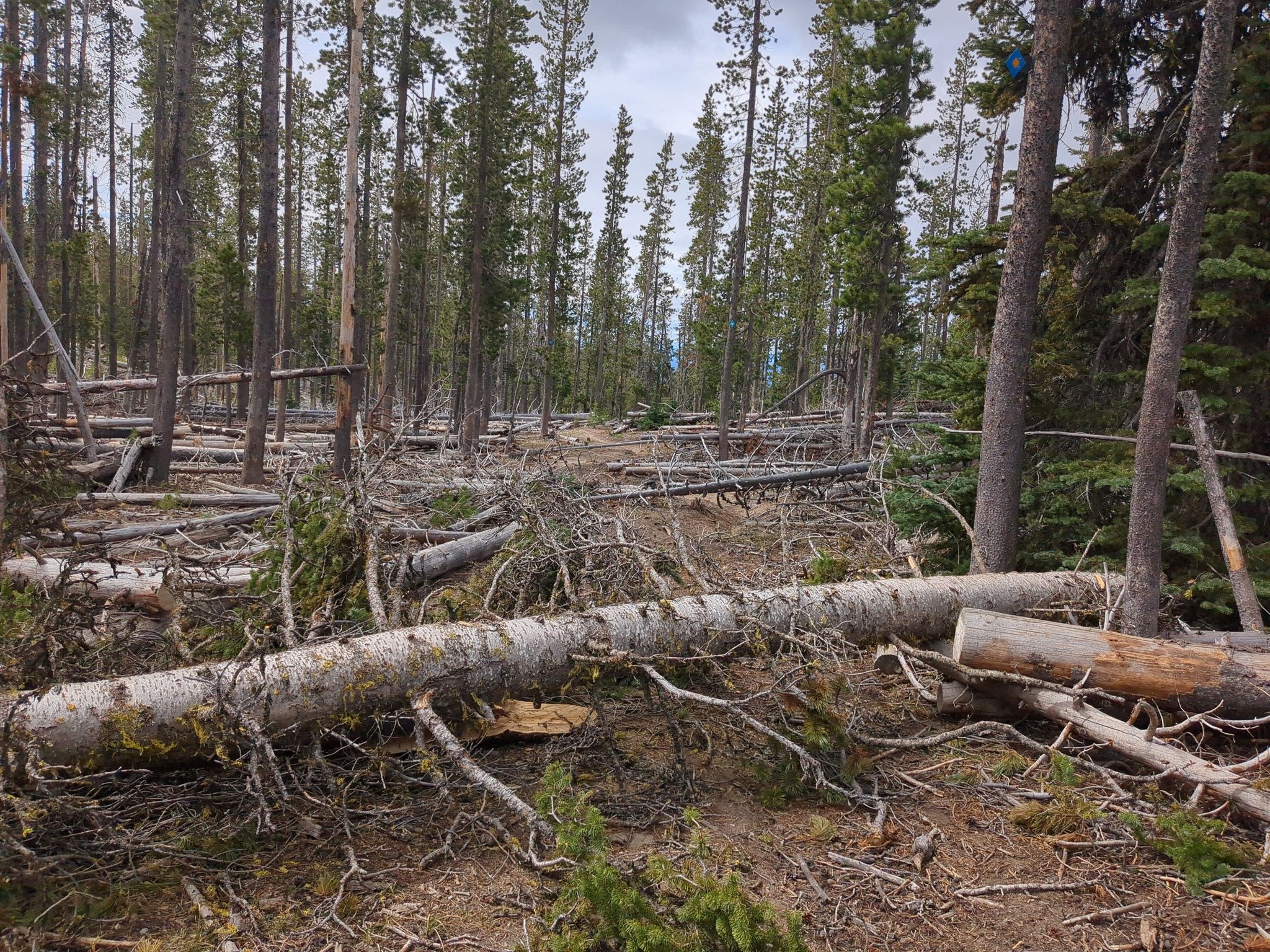 A forest floor covered in many fallen logs and branches. - Vista Butte Trail