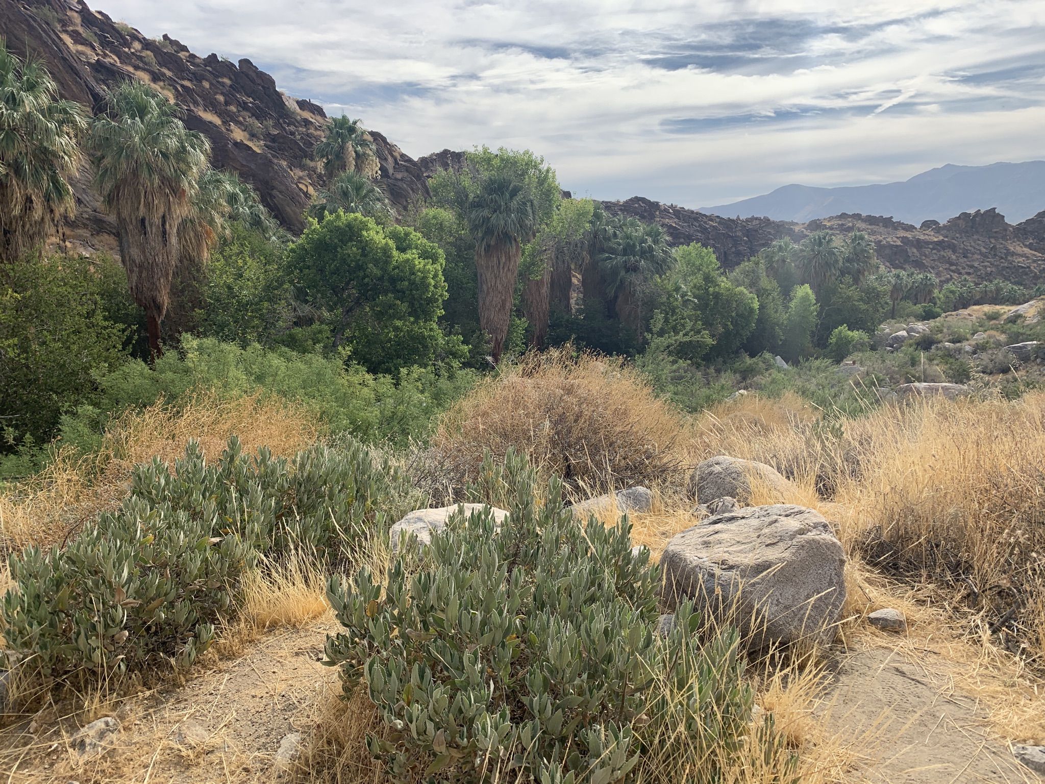 Desert oasis with palm trees, green foliage, and rocky hills under cloudy sky. - Andreas Canyon Loop Trail