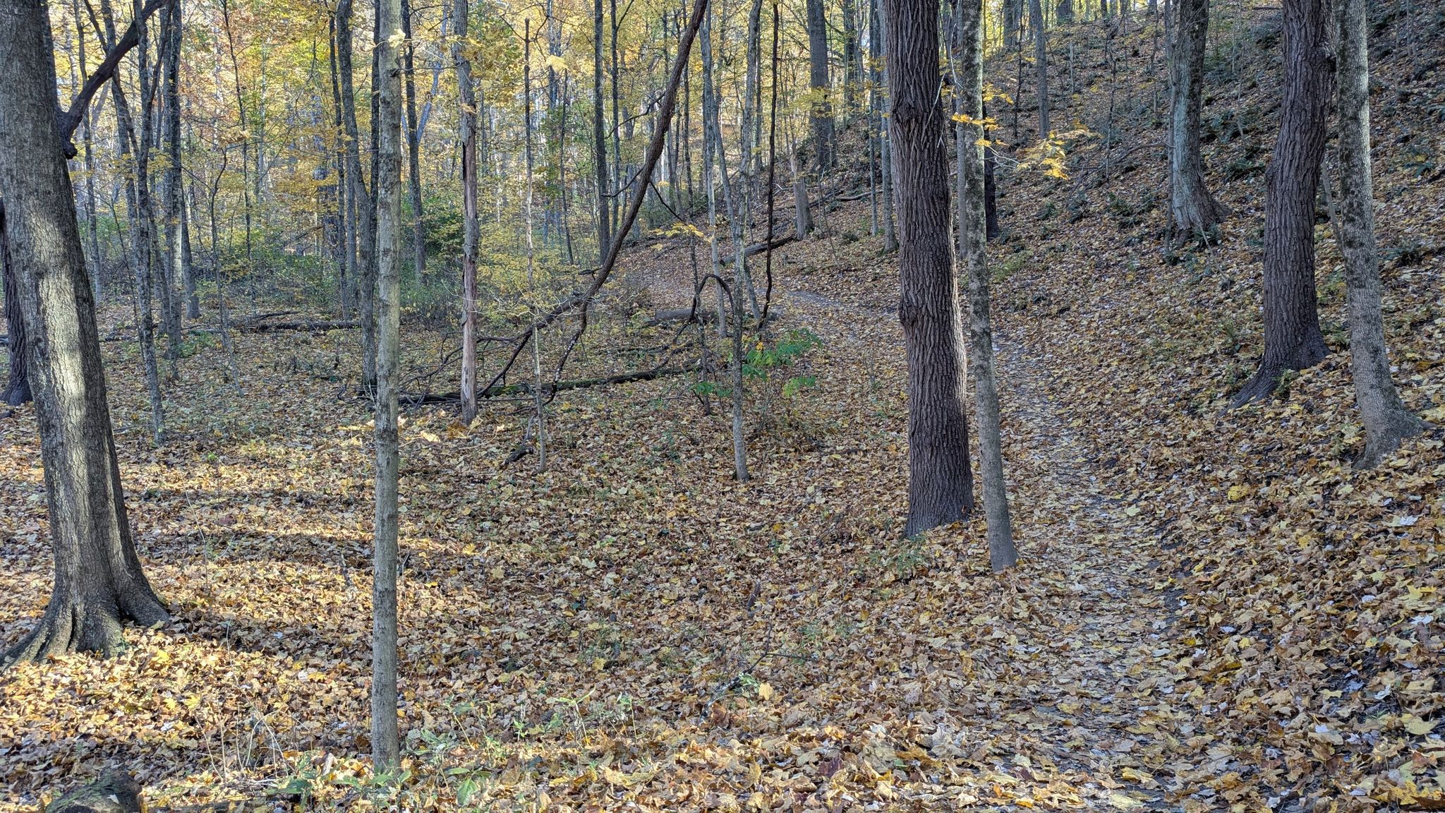 Forest floor covered in dry leaves with a narrow path winding uphill. - Adam Run / Spring Hollow Trail