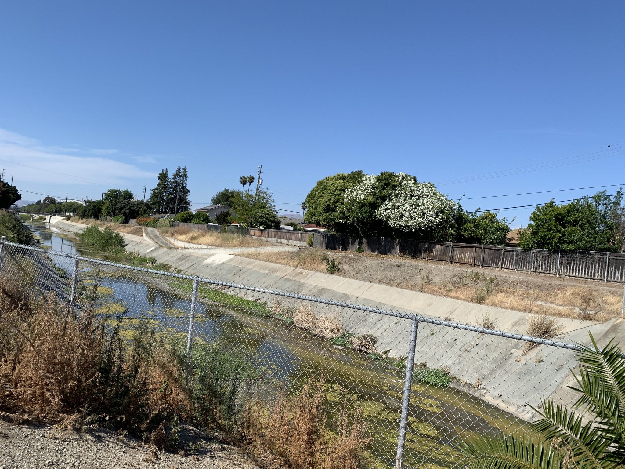 Sunny view of a concrete canal with green water, fenced by chain-link. - San Tomas Aquino/Saratoga Creek Trail