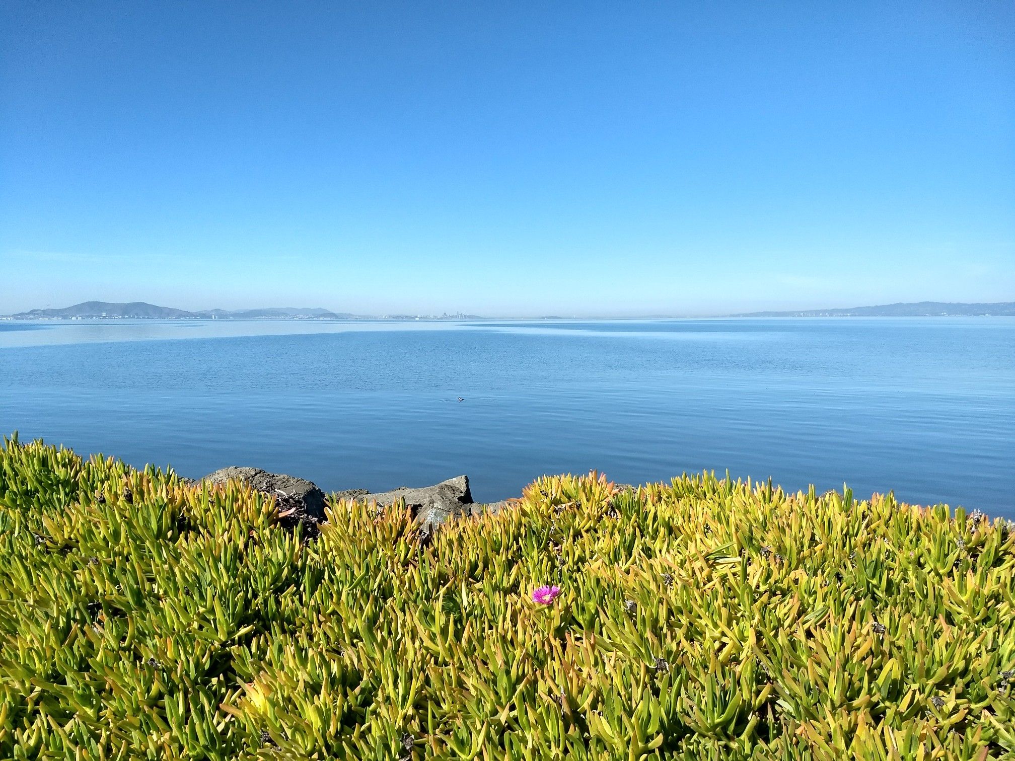 Lush green and yellow ground cover with a single pink flower overlooking blue water. - Bay Trail on Foster City Levee – Hayward Bridge loop from Foster City