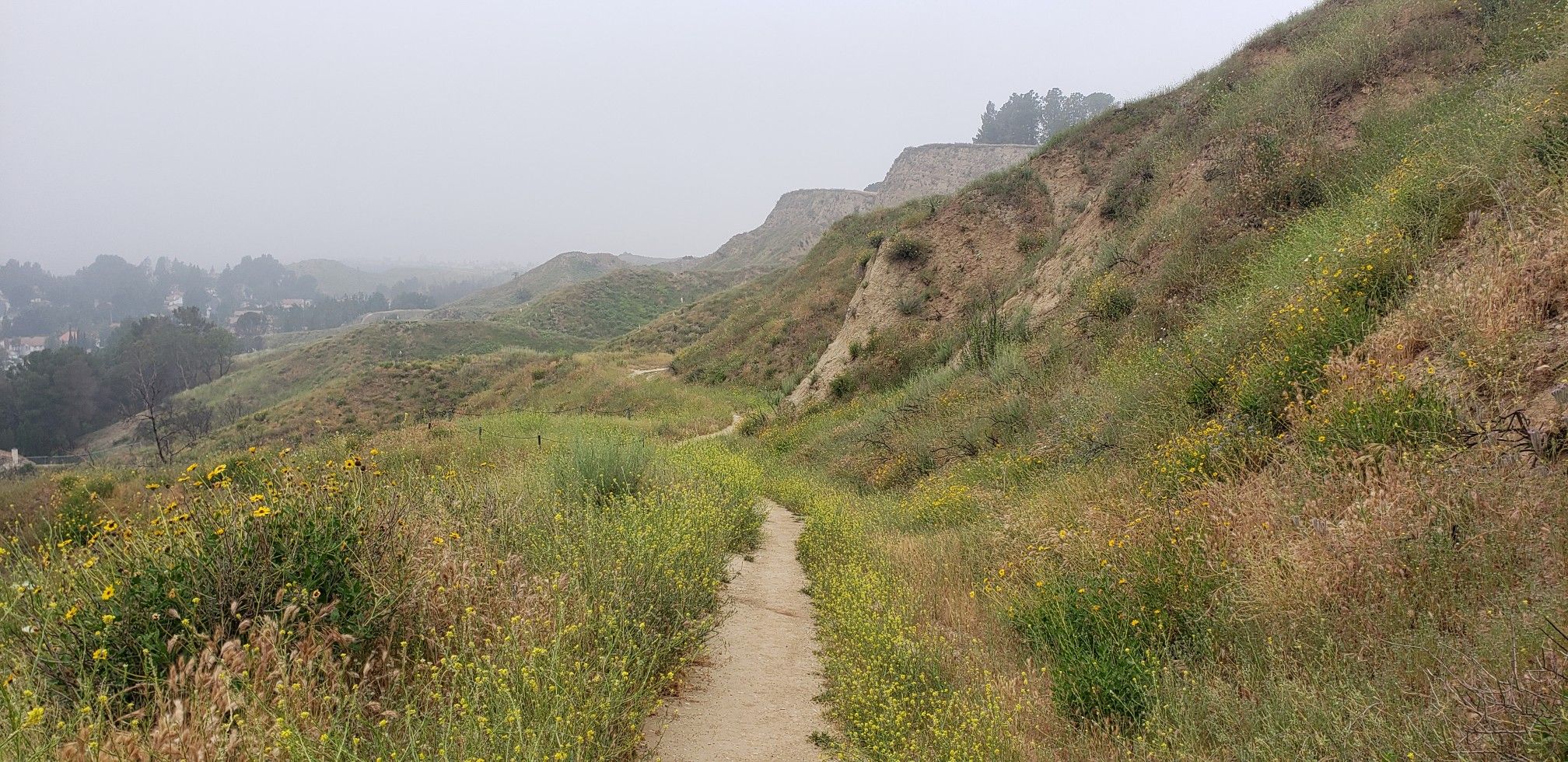 A dirt path through green and yellow wildflowers on a foggy, overcast day. - Aliso Canyon Park – Palisades Trail loop from Porter Ranch