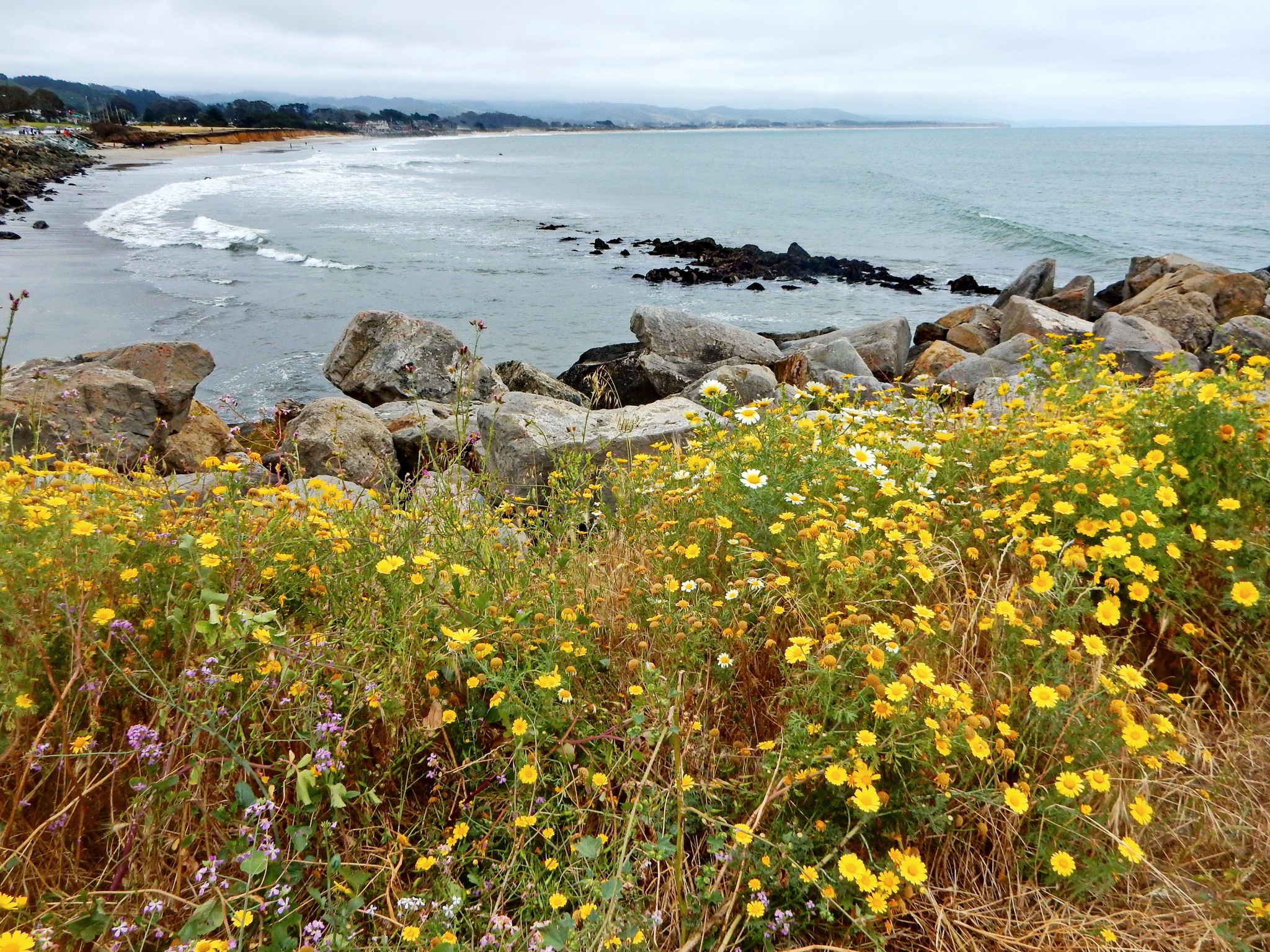 Yellow wildflowers in foreground, rocky coast, and ocean under cloudy sky. - El Granada Beach – Miramar Beach loop from El Granada