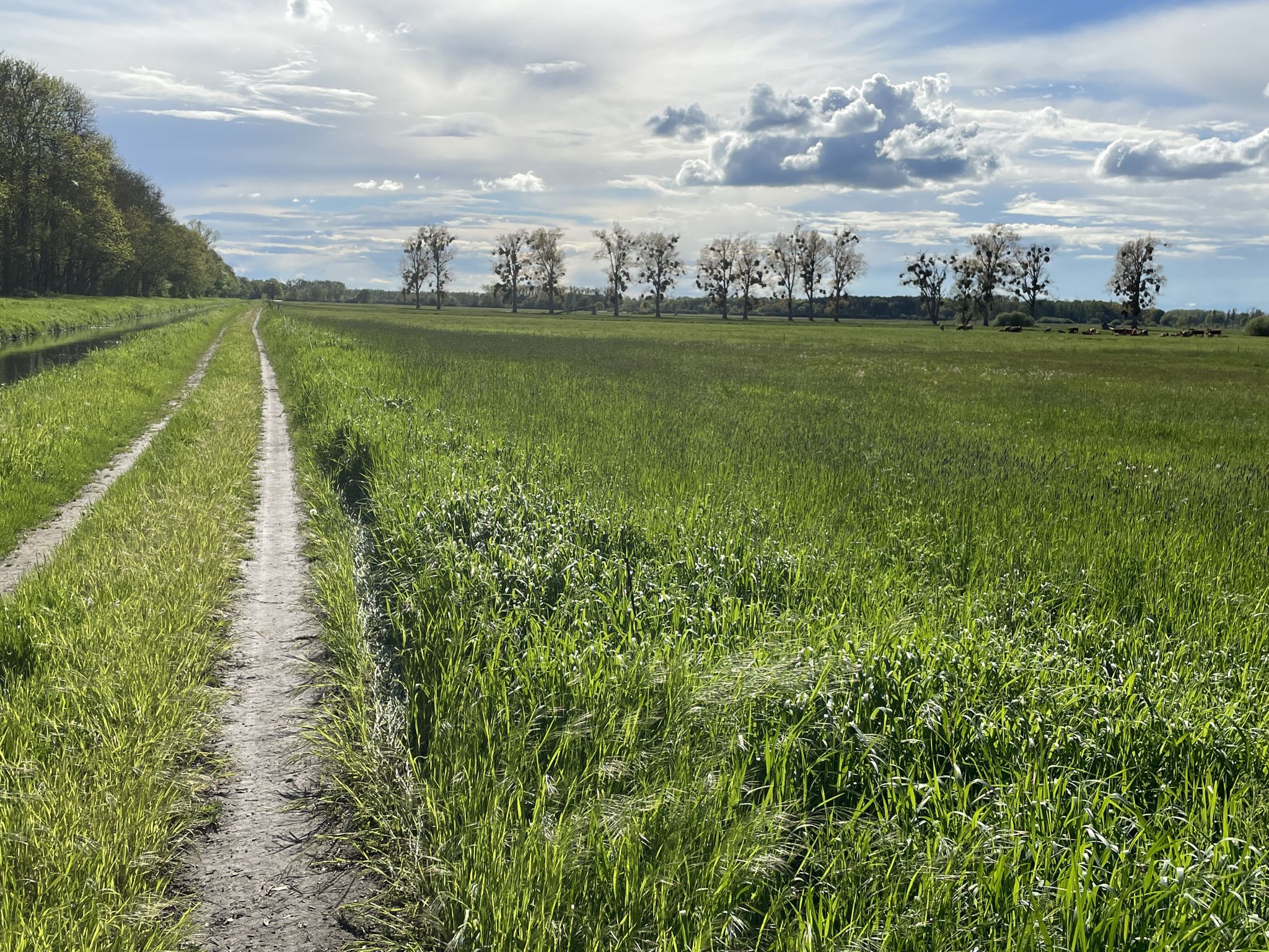 Wiesen-und-Mistel-Idylle