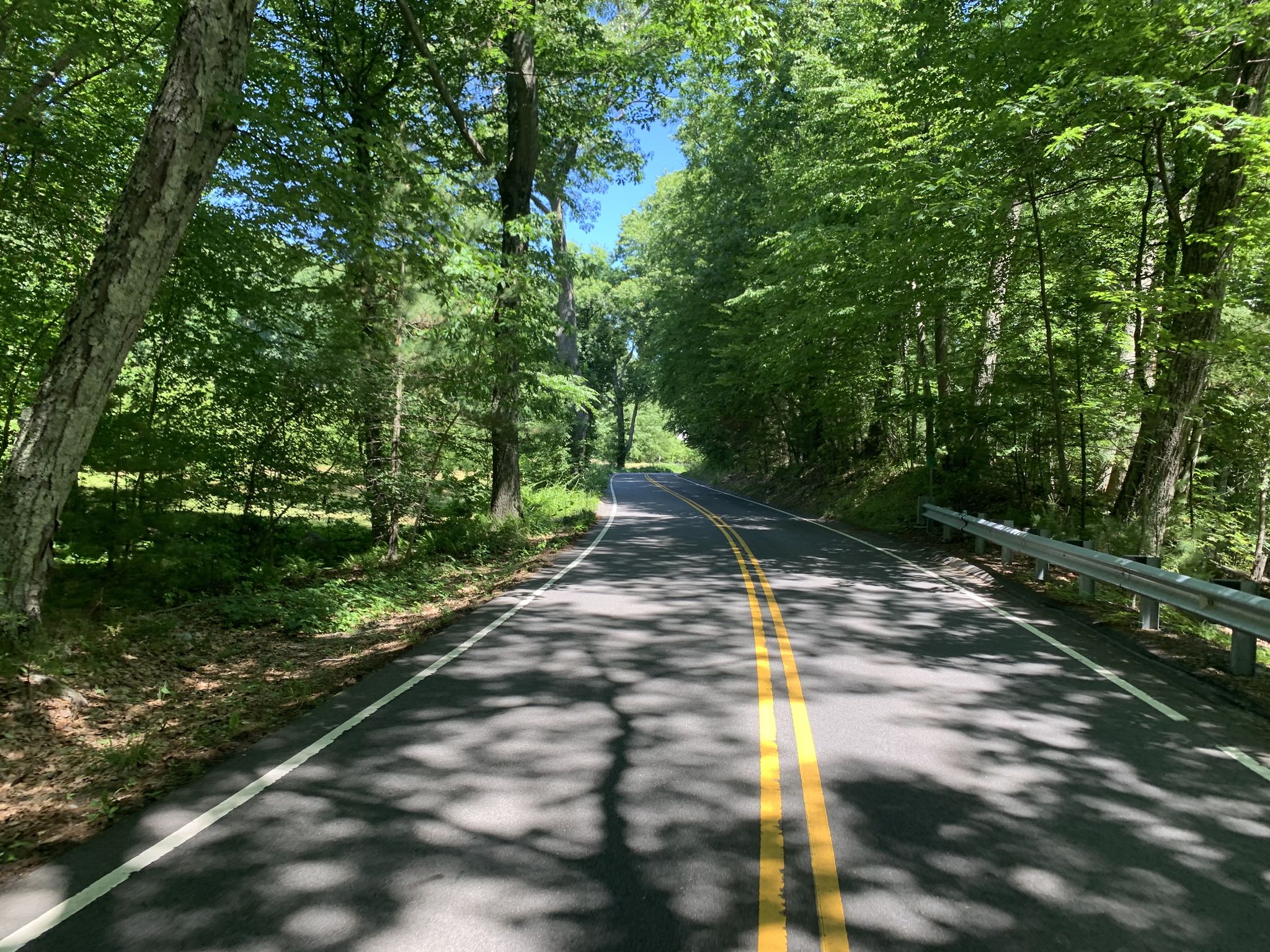 A winding paved road through a dense, sunlit green forest. - Nagog Hill Orchard – Fort Pond Conservation Land loop from Nashoba Wetlands