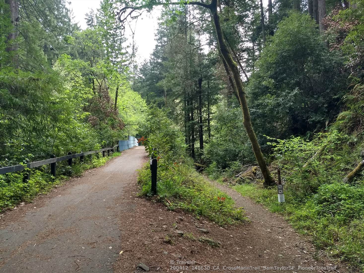 A dirt path forks in a lush green forest under an overcast sky. - Pioneer Tree Trail