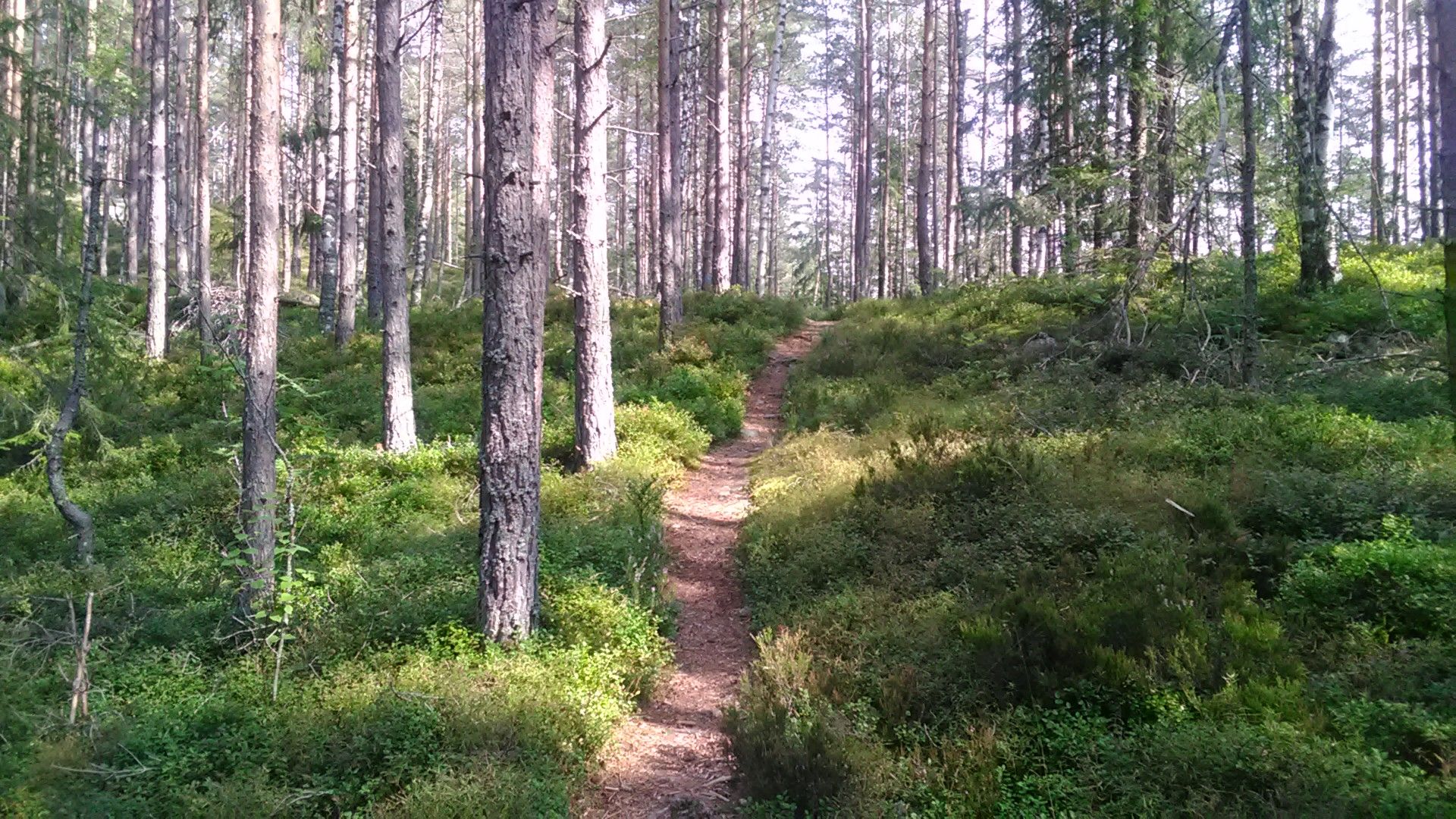 Der Aufstieg in die Amboberget ist mühsam