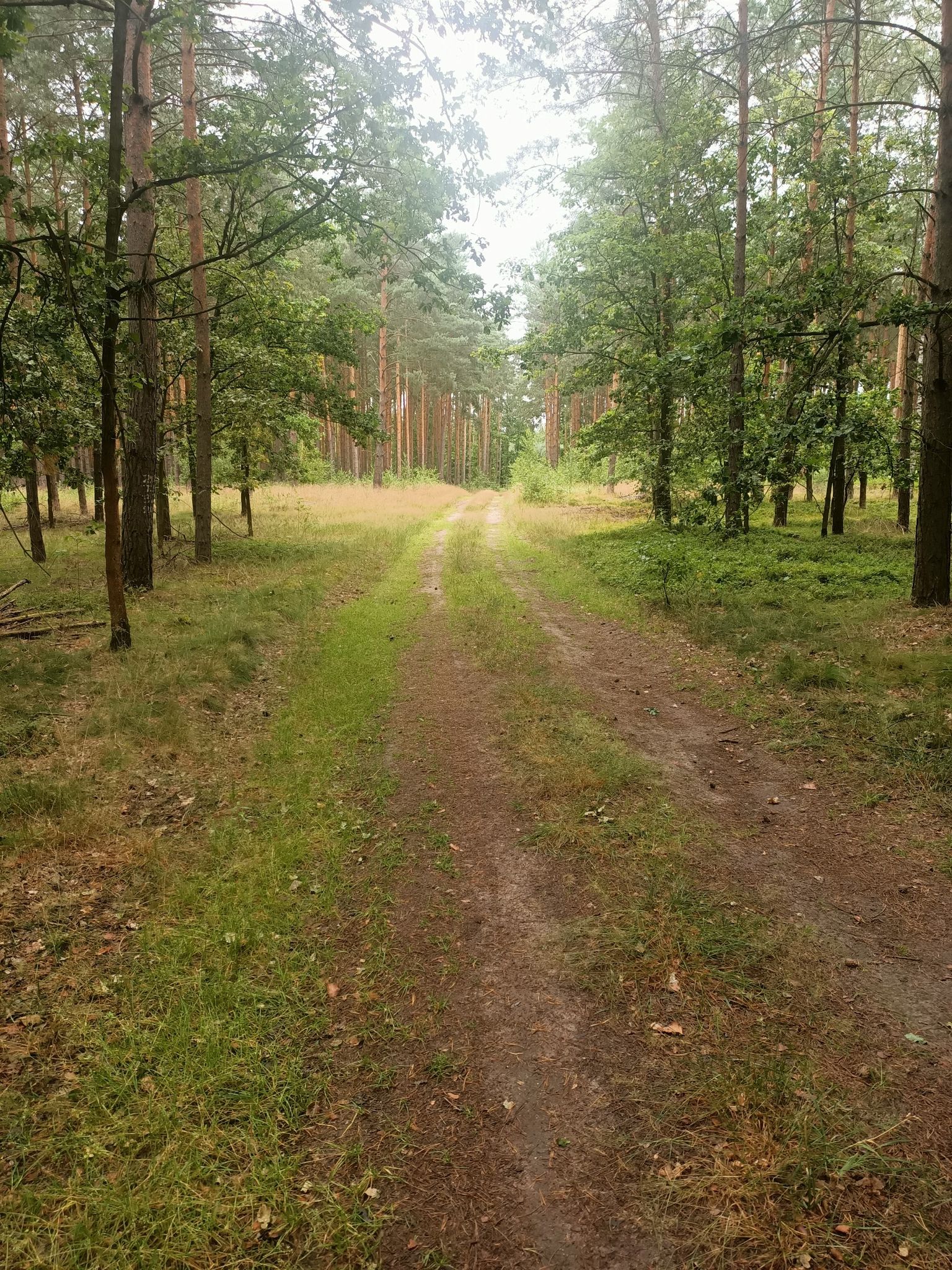 leśna twarda lekki piasek