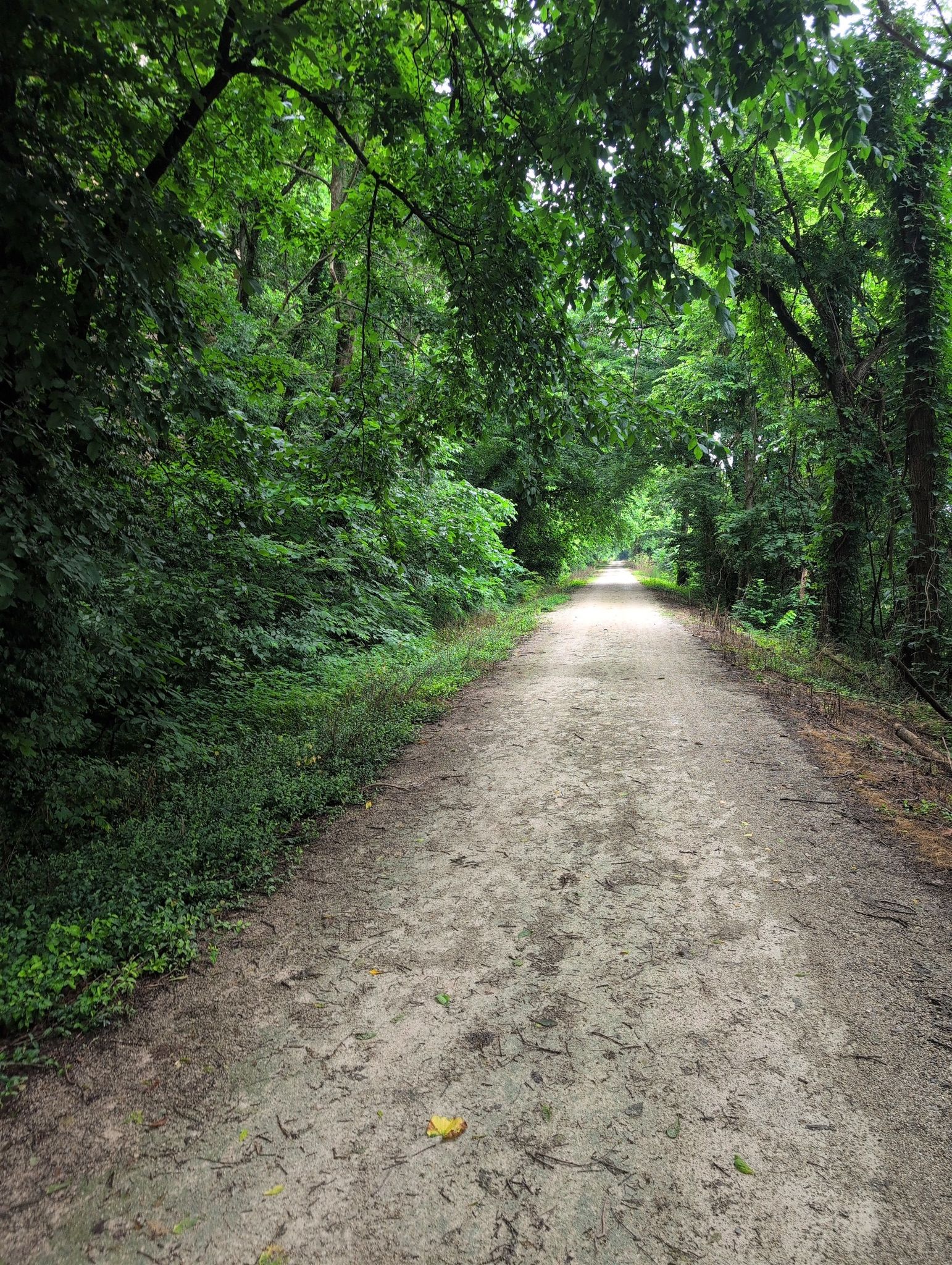 A dirt path leads through a dense green forest with dappled light. - Augusta – Bums Cave loop from Augusta