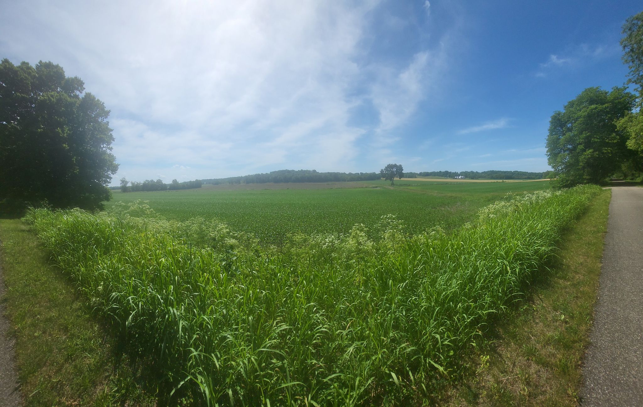 Panoramic view of a vast green field with tall grass and distant trees. - Corwin loop from New Burlington