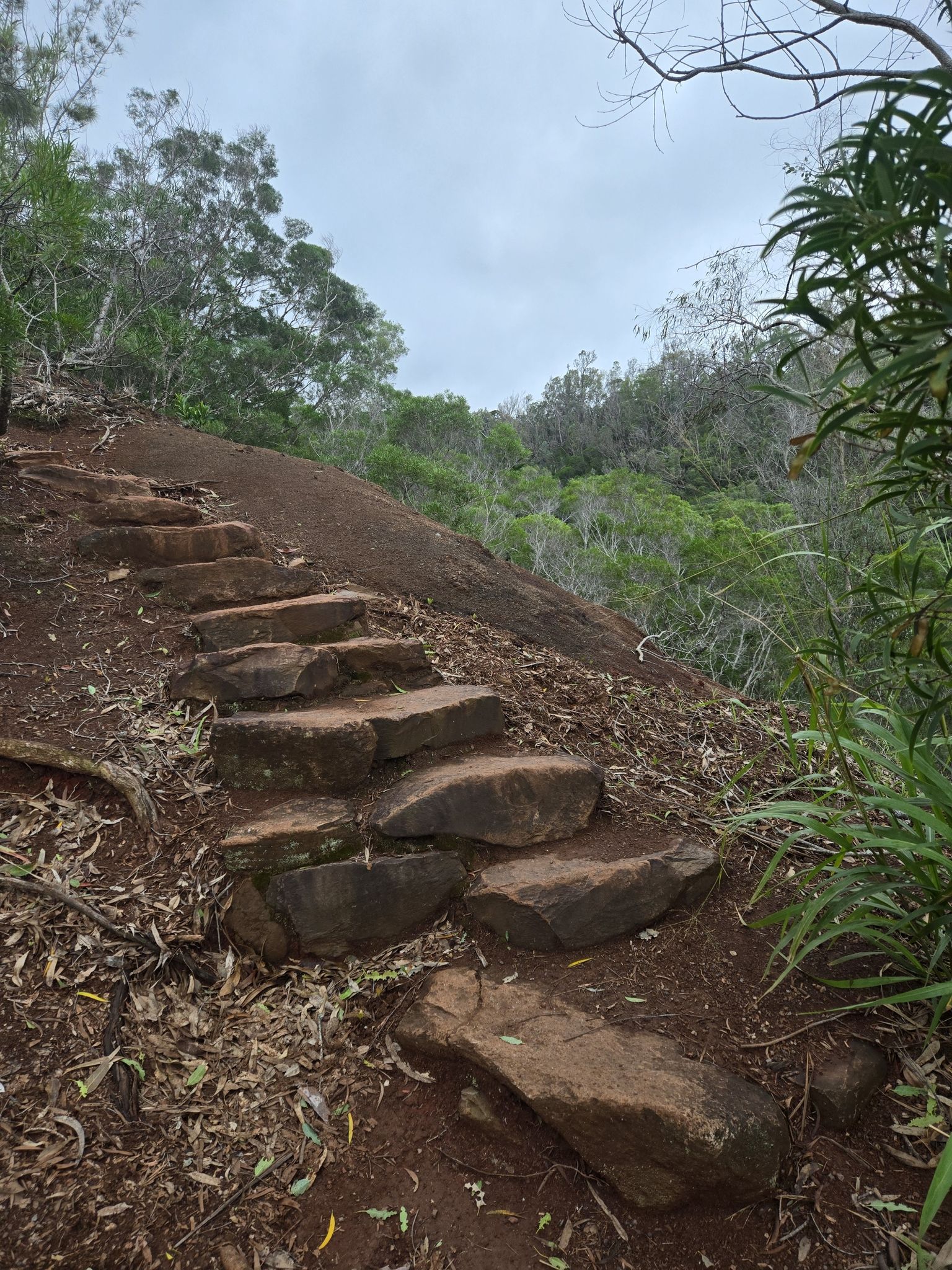 Stone steps ascend a dirt path through a lush, overcast forest. - Mahana Ridge Trail