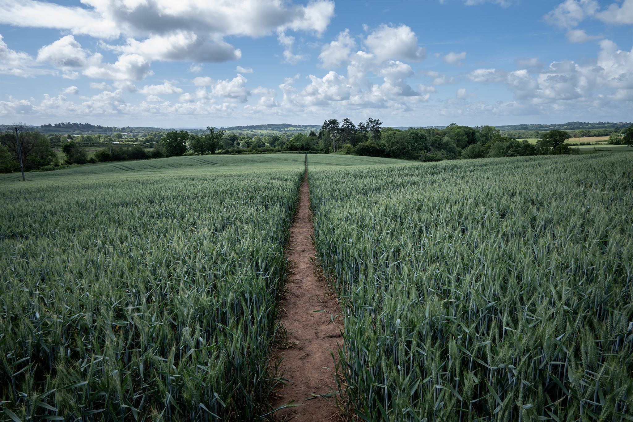 Downhill through the Wheat field.
