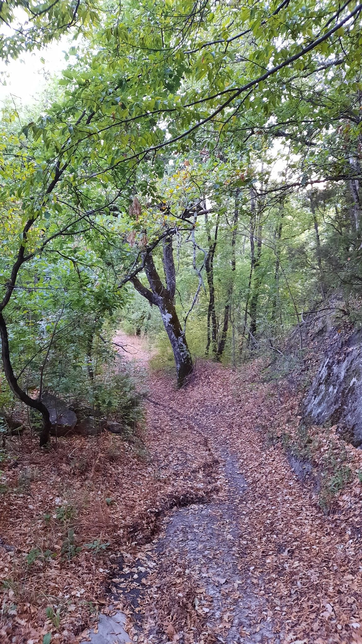 grande quercia