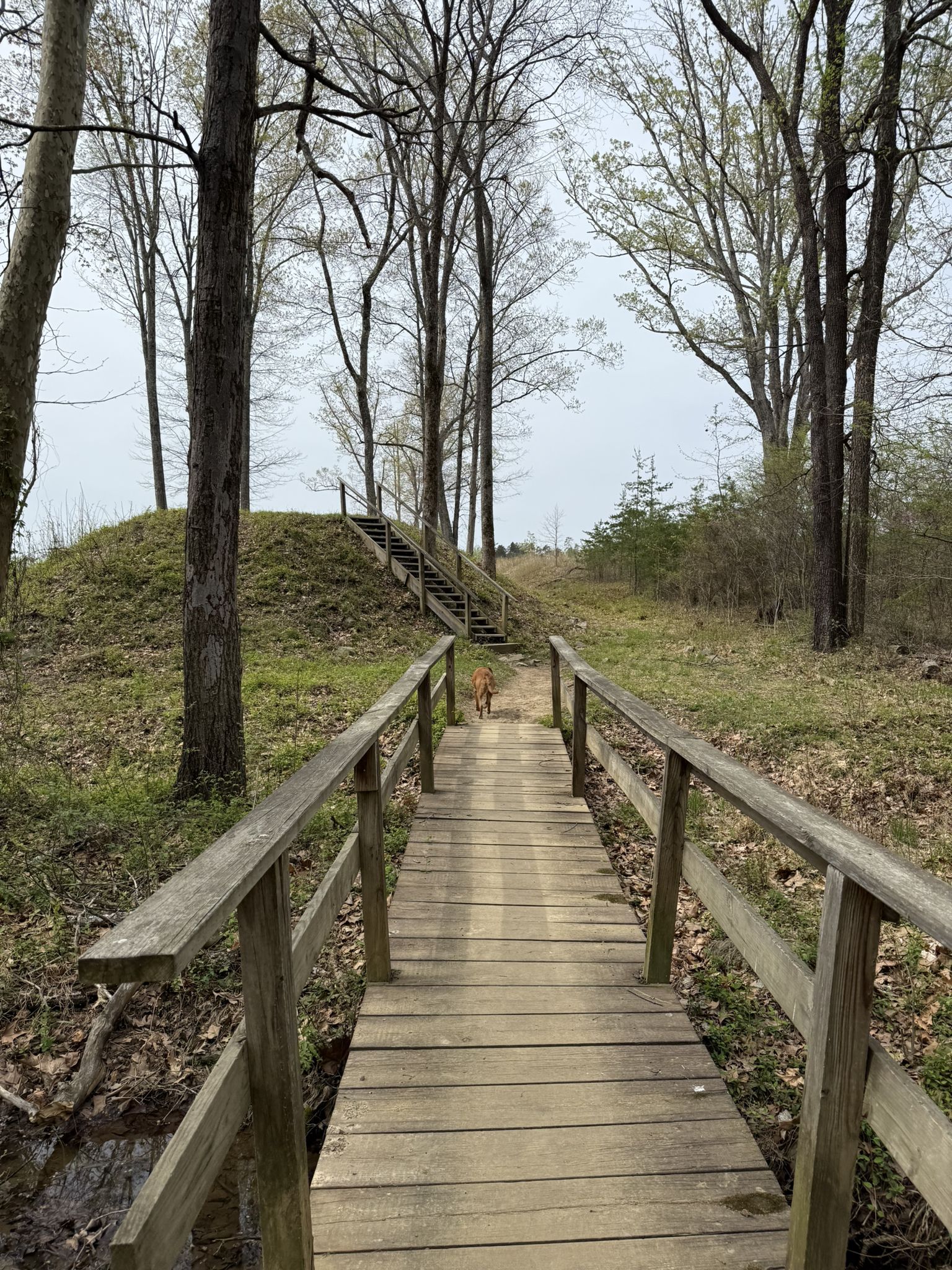 A wooden bridge leads to stairs ascending a grassy hill in a forest. - Brawner Farm Loop Trail