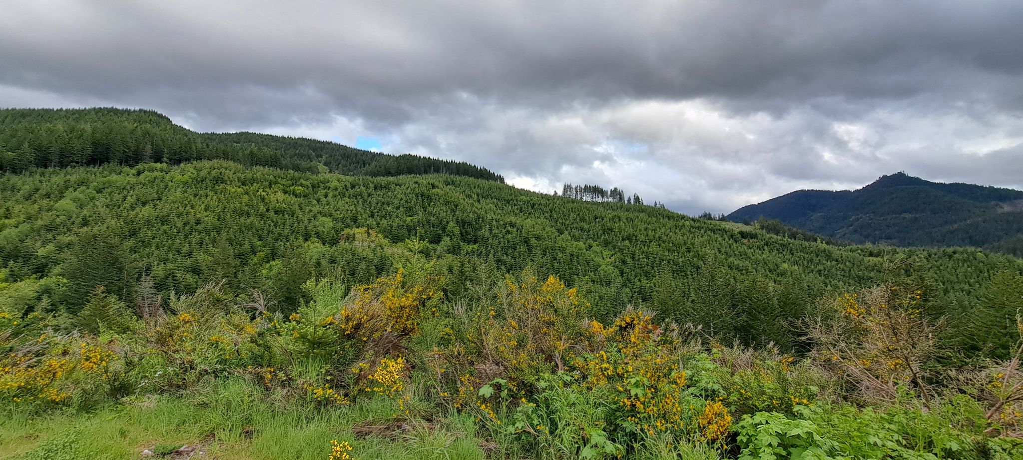 Panoramic view of a lush green hillside with trees and yellow wildflowers. - Table Rock Wilderness gravel loop