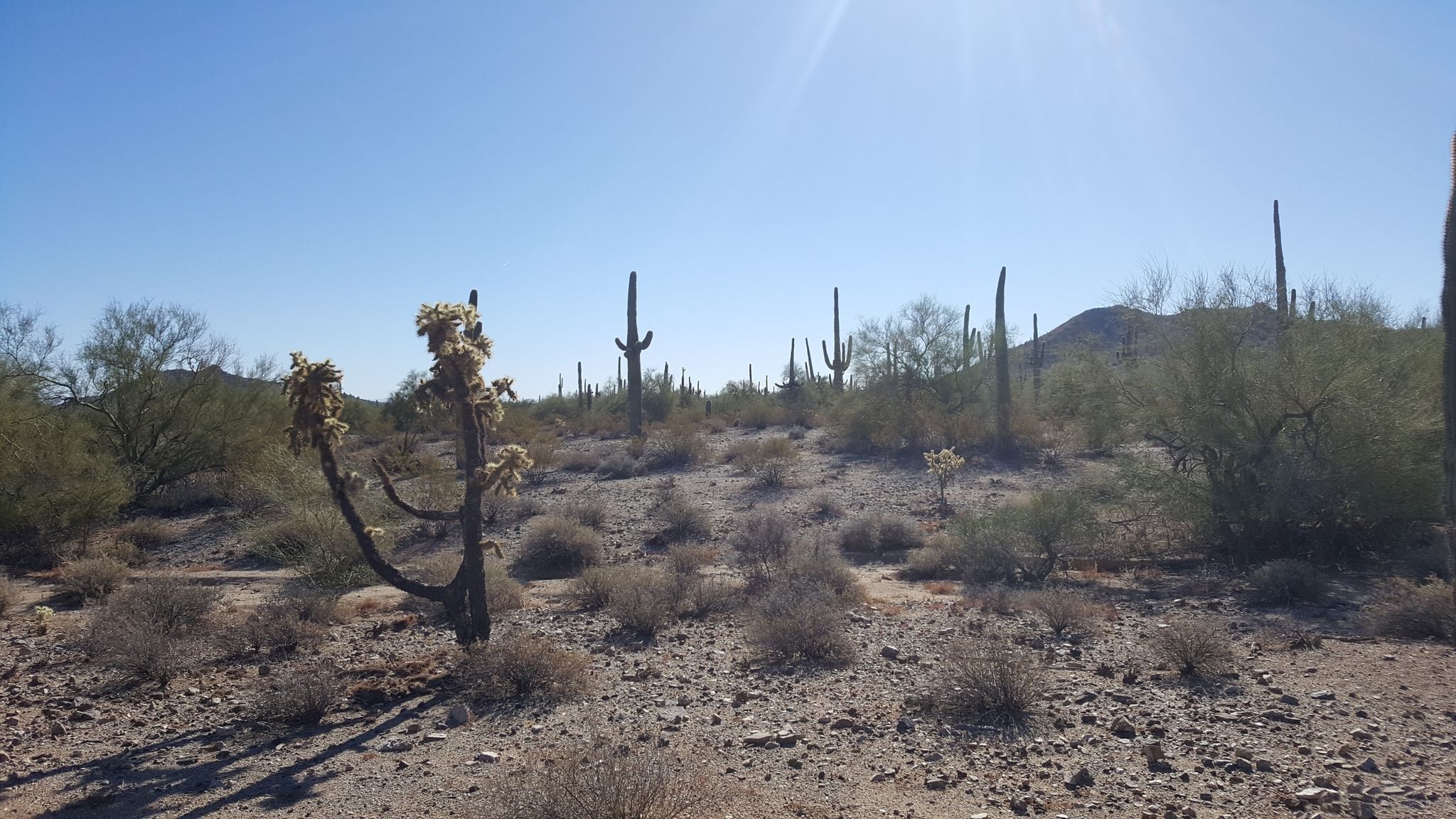 Sunny desert landscape featuring numerous saguaro and cholla cacti on rocky ground. - San Tan Loop Trail