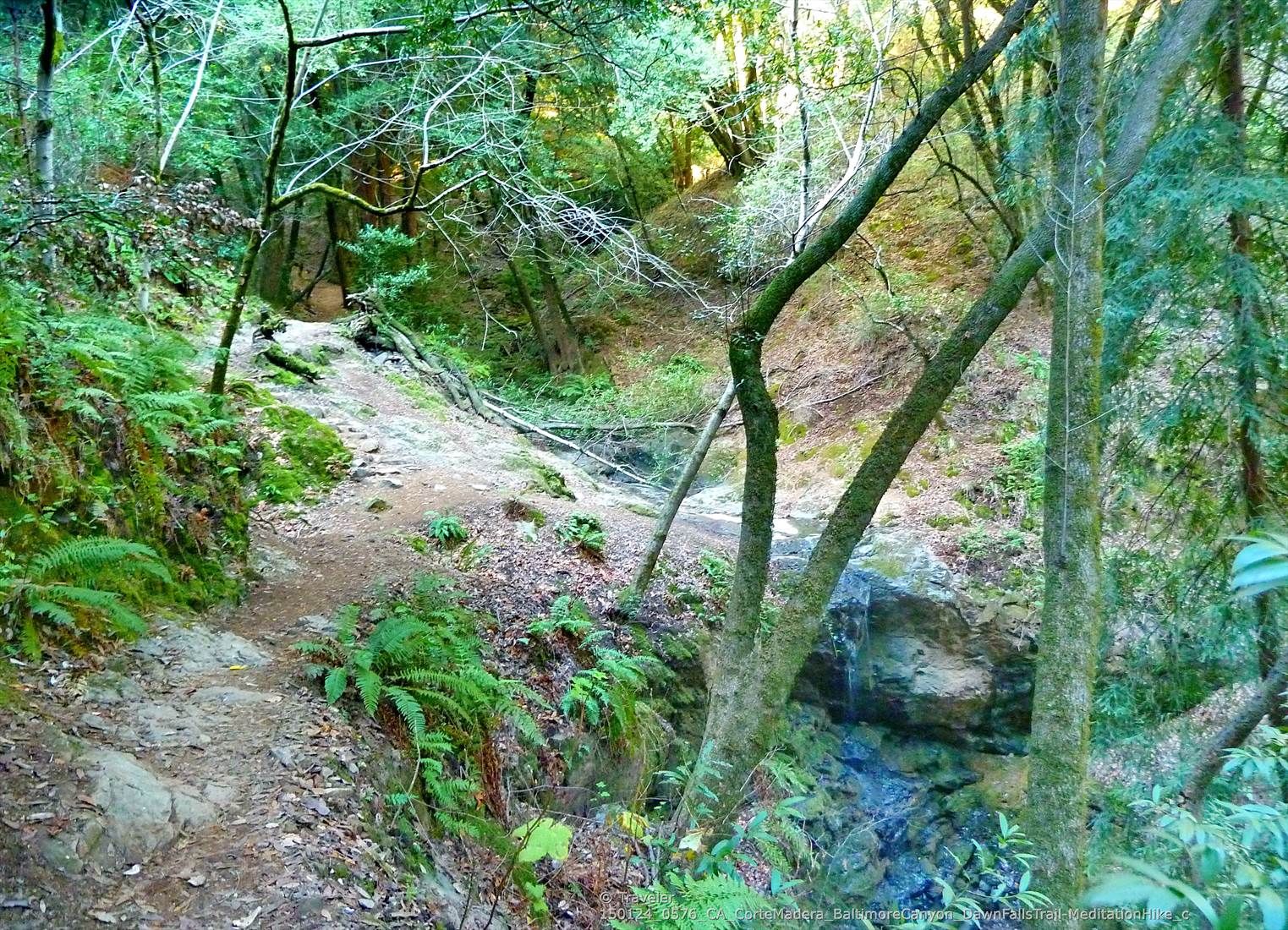 Dirt trail winding through a dense, green forest with a stream below. - Hoo-Koo-E-Koo Loop Trail