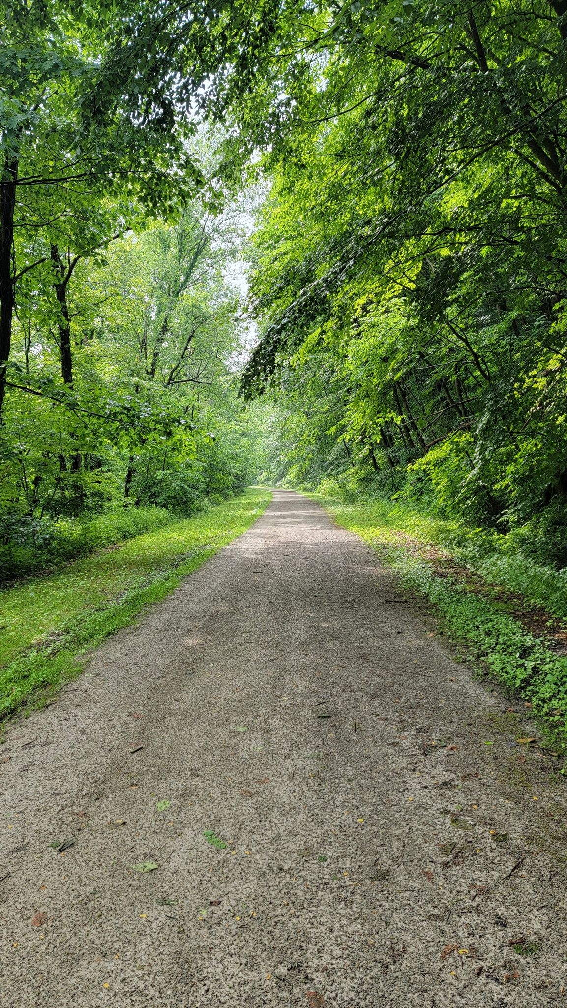 A long, straight dirt path extends through a dense green forest. - Great Allegheny Passage: Rockwood to Garrett