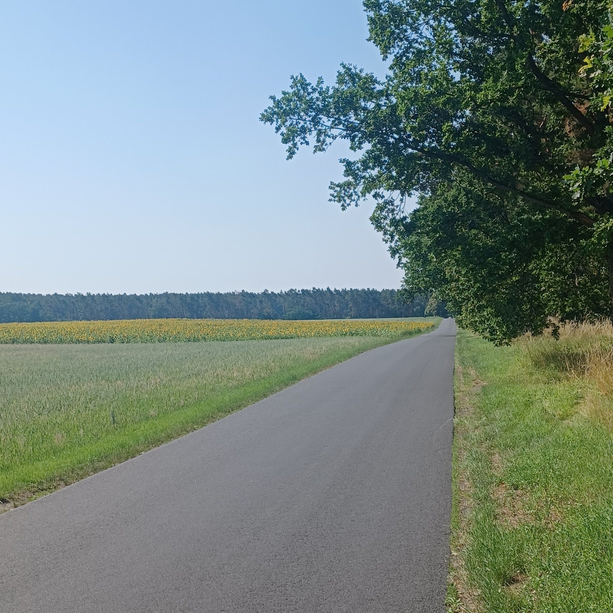 Schön zu befahrene Nebenstrecke mit 🌻