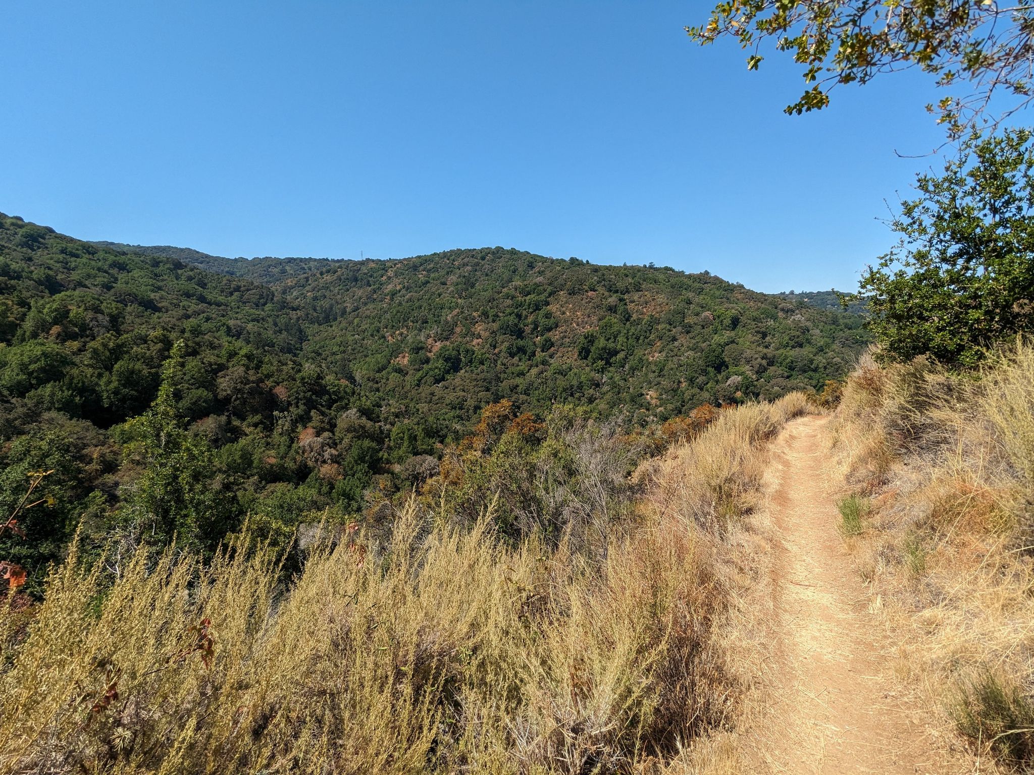Narrow dirt trail winding along a hillside with green and dry vegetation. Bright day. - Creek Trail – Hostel Trail loop from Foothills Open Space Preserve