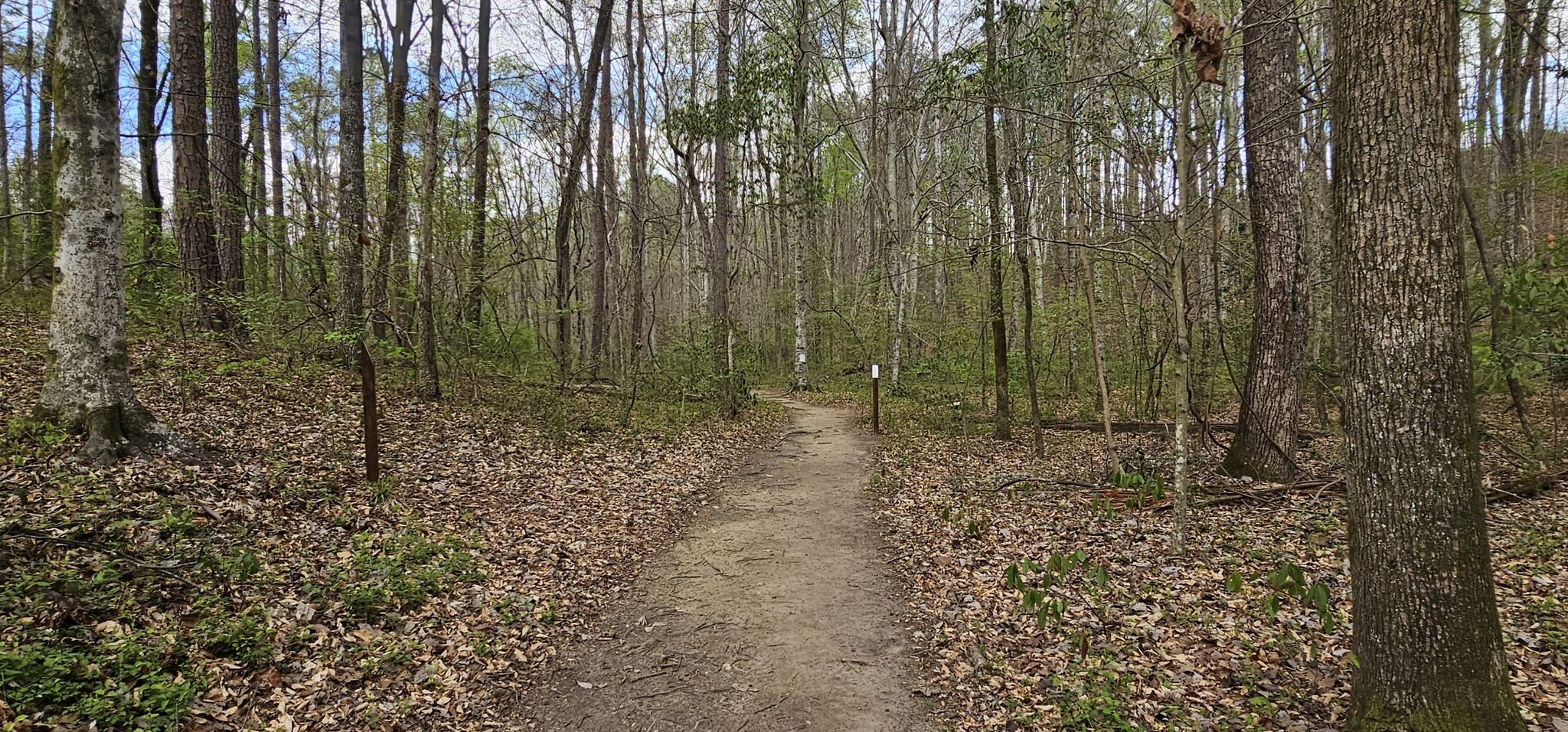 A narrow dirt path winds through a forest with light green foliage. - High Falls Overlook – Moss Rock Preserve loop from Moss Rock Preserve