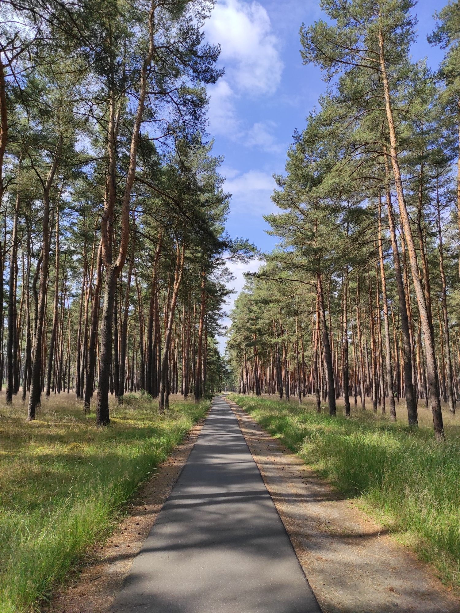 Superschöner Waldweg
